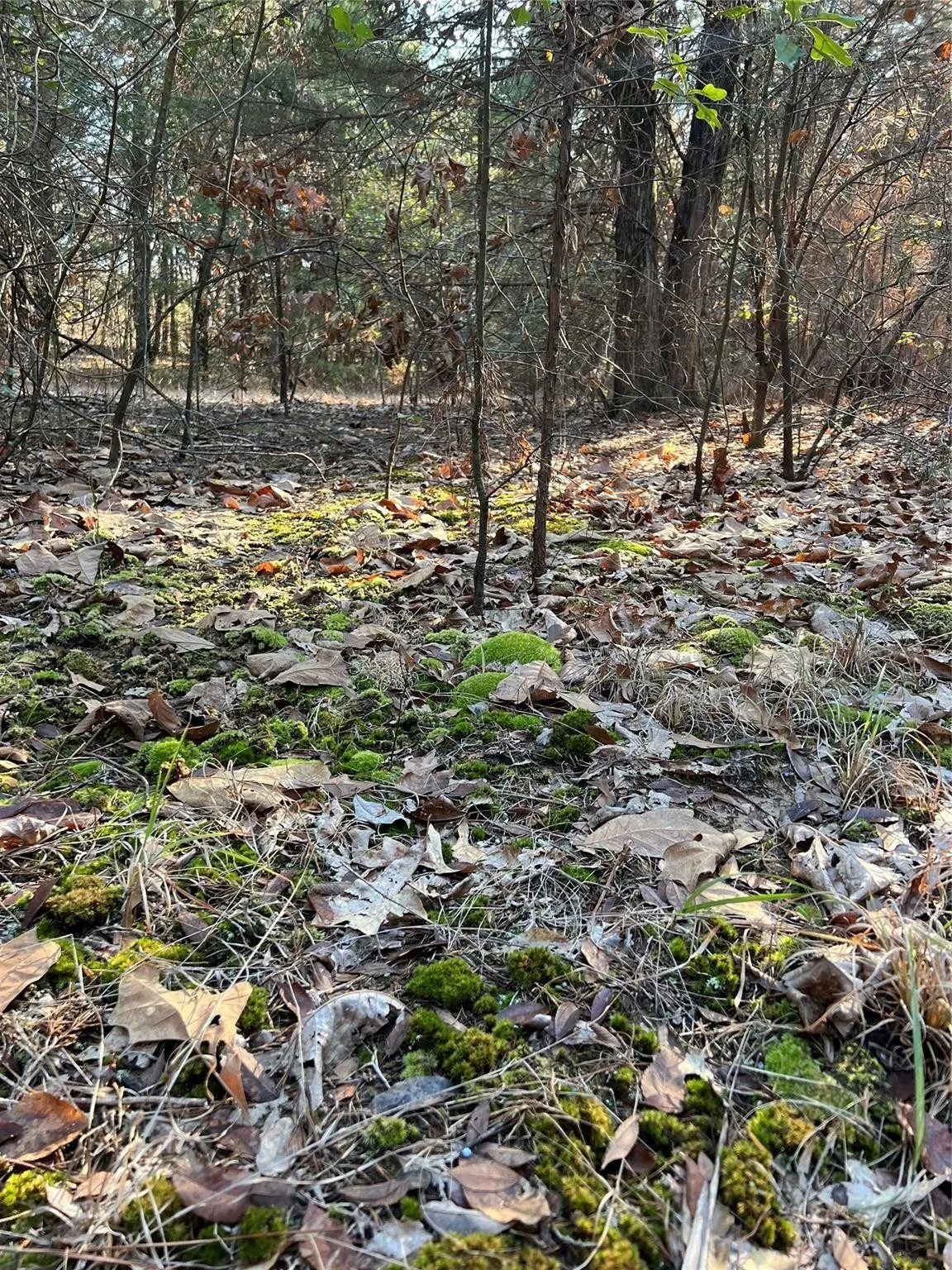 Ranch For Sale in Fannin County , TBD County Road 2415, Honey Grove, Texas 75446, 0, 0, Garage spaces, 0 Sqft, built in 0, mls#21273348, Real Estate Agent in Honey Grove, Homes For Sale in Fannin county, Homes For Sale in Honey Grove, Realtor in Honey Grove Texas, Real Estate Brokerage Independent Realty Texas, Luminita Cordes Realtor
