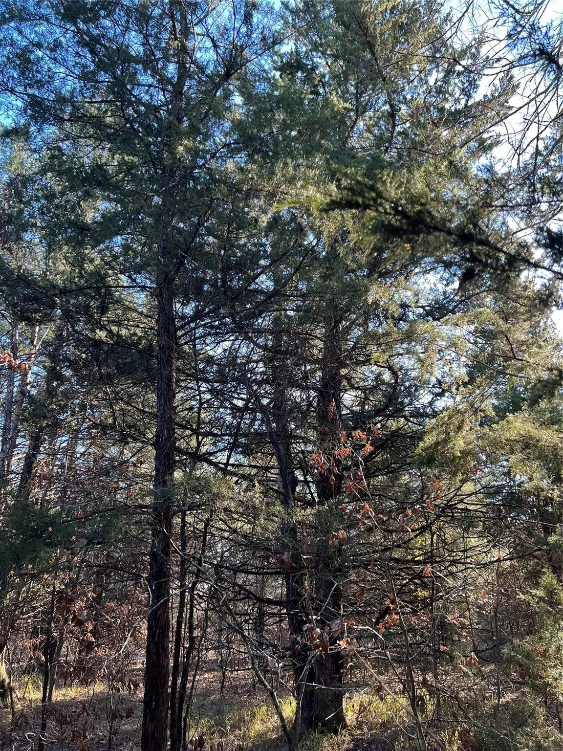 Ranch For Sale in Fannin County , TBD County Road 2415, Honey Grove, Texas 75446, 0, 0, Garage spaces, 0 Sqft, built in 0, mls#21273348, Real Estate Agent in Honey Grove, Homes For Sale in Fannin county, Homes For Sale in Honey Grove, Realtor in Honey Grove Texas, Real Estate Brokerage Independent Realty Texas, Luminita Cordes Realtor
