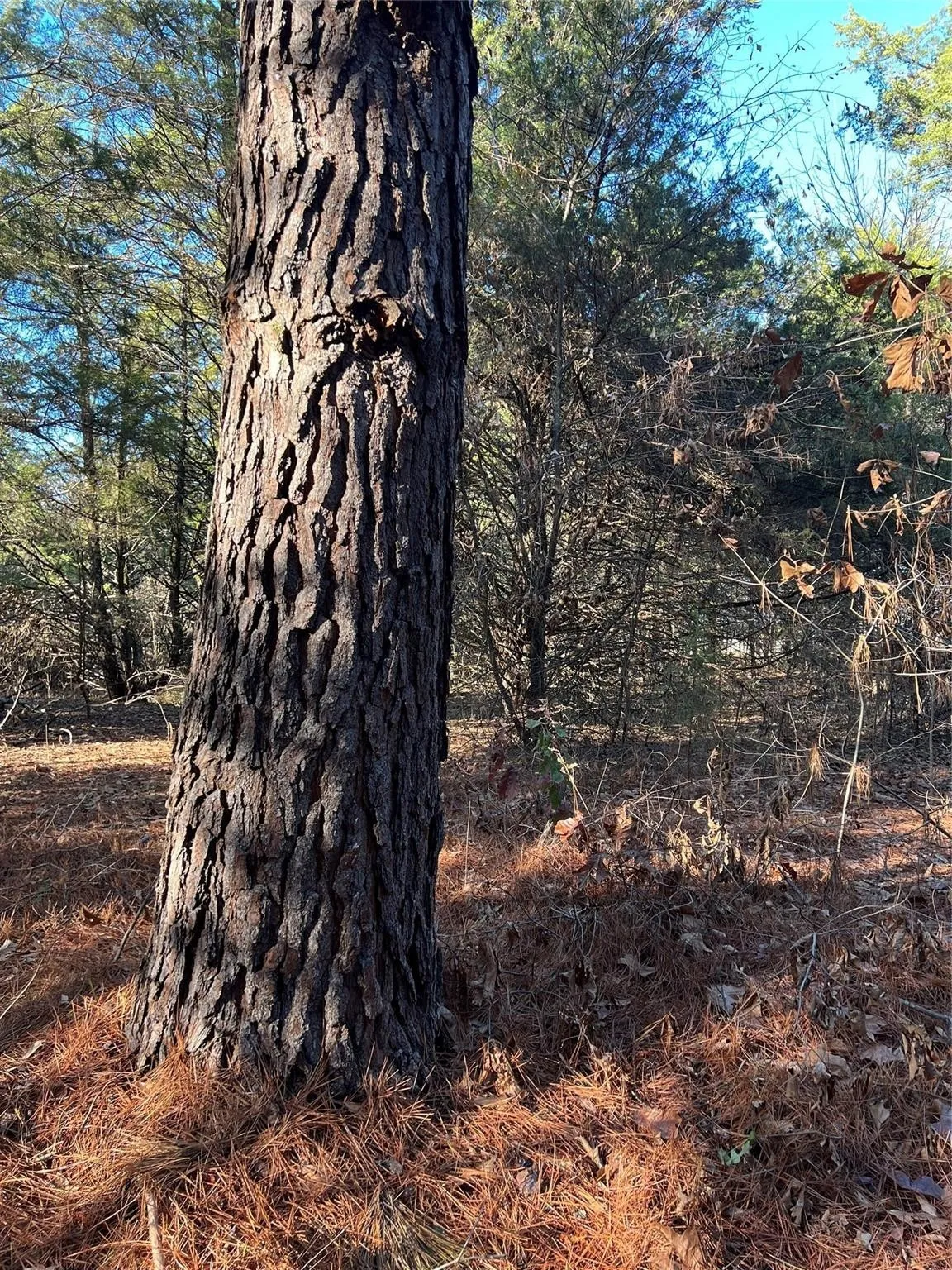 Ranch For Sale in Fannin County , TBD County Road 2415, Honey Grove, Texas 75446, 0, 0, Garage spaces, 0 Sqft, built in 0, mls#21273348, Real Estate Agent in Honey Grove, Homes For Sale in Fannin county, Homes For Sale in Honey Grove, Realtor in Honey Grove Texas, Real Estate Brokerage Independent Realty Texas, Luminita Cordes Realtor