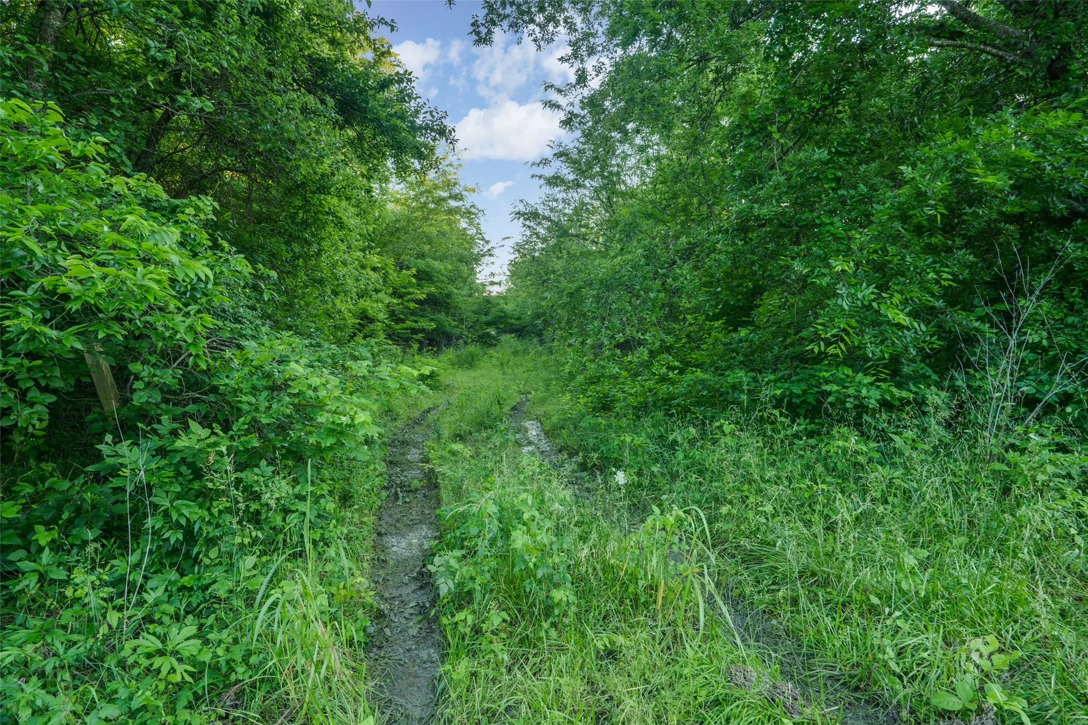 Unimproved Land For Sale in Fannin County , 3150 Fm 272, Celeste, Texas 75423, 0, 0, Garage spaces, 0 Sqft, built in 1940, mls#21273726, Real Estate Agent in Celeste, Homes For Sale in Fannin county, Homes For Sale in Celeste, Realtor in Celeste Texas, Real Estate Brokerage Independent Realty Texas, Luminita Cordes Realtor
