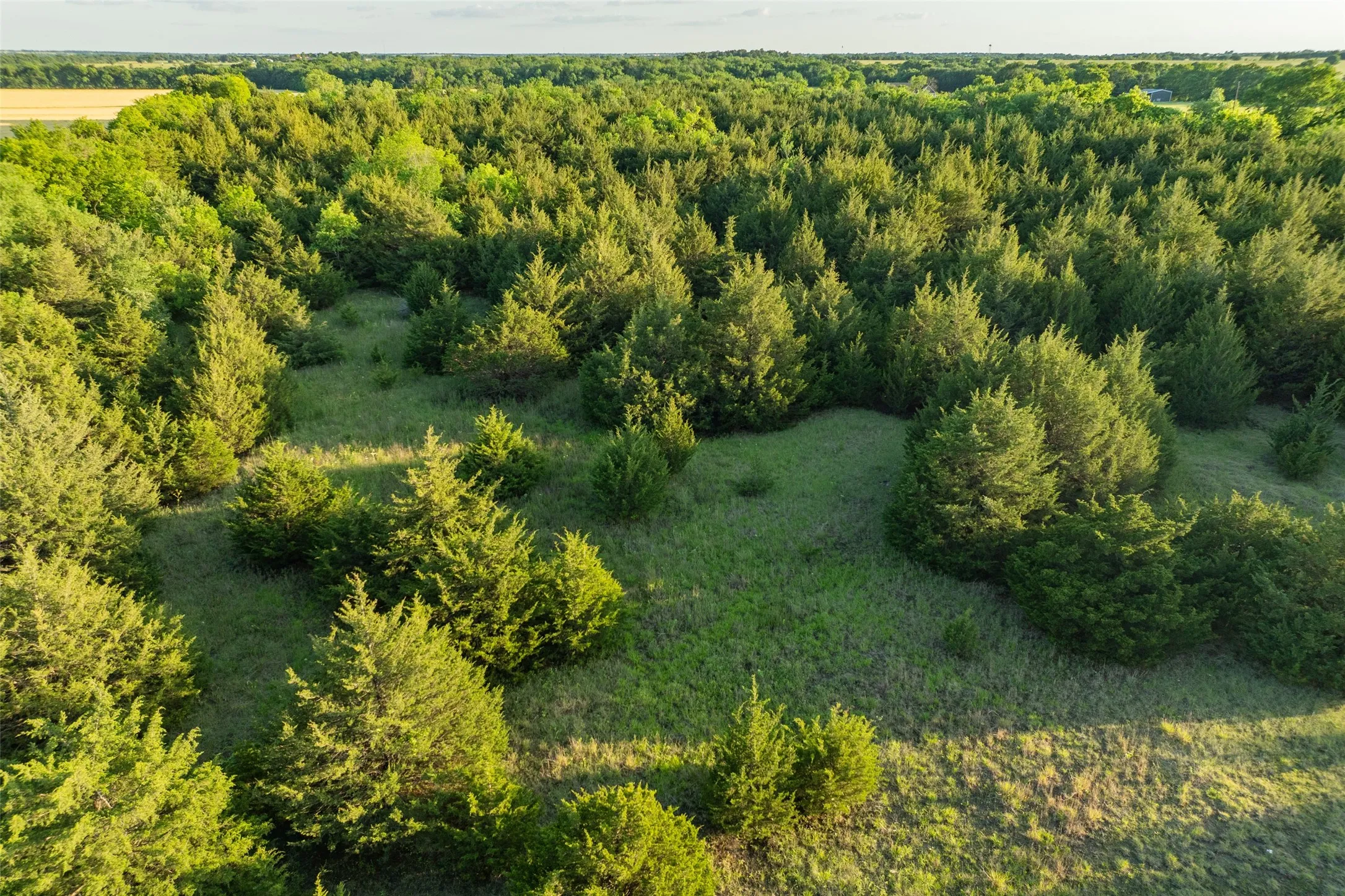 Unimproved Land For Sale in Fannin County , 3150 Fm 272, Celeste, Texas 75423, 0, 0, Garage spaces, 0 Sqft, built in 1940, mls#21273726, Real Estate Agent in Celeste, Homes For Sale in Fannin county, Homes For Sale in Celeste, Realtor in Celeste Texas, Real Estate Brokerage Independent Realty Texas, Luminita Cordes Realtor