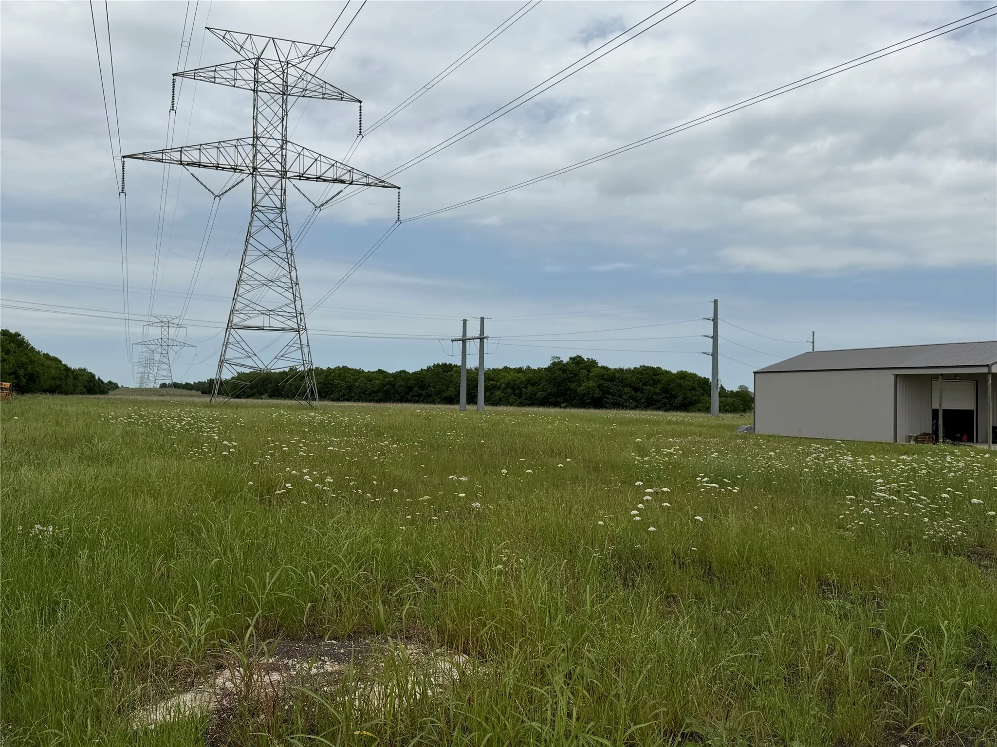 Expansive open land with tall grasses and scattered white wildflowers