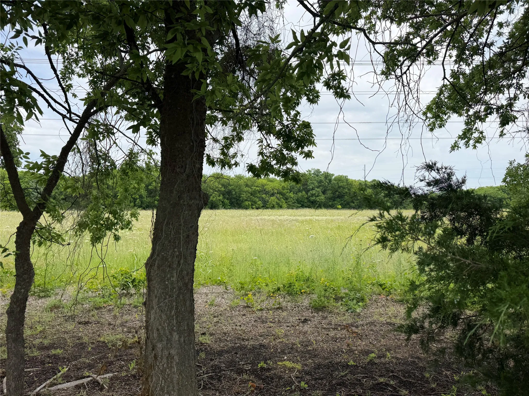 Expansive open field with natural foliage and mature trees
