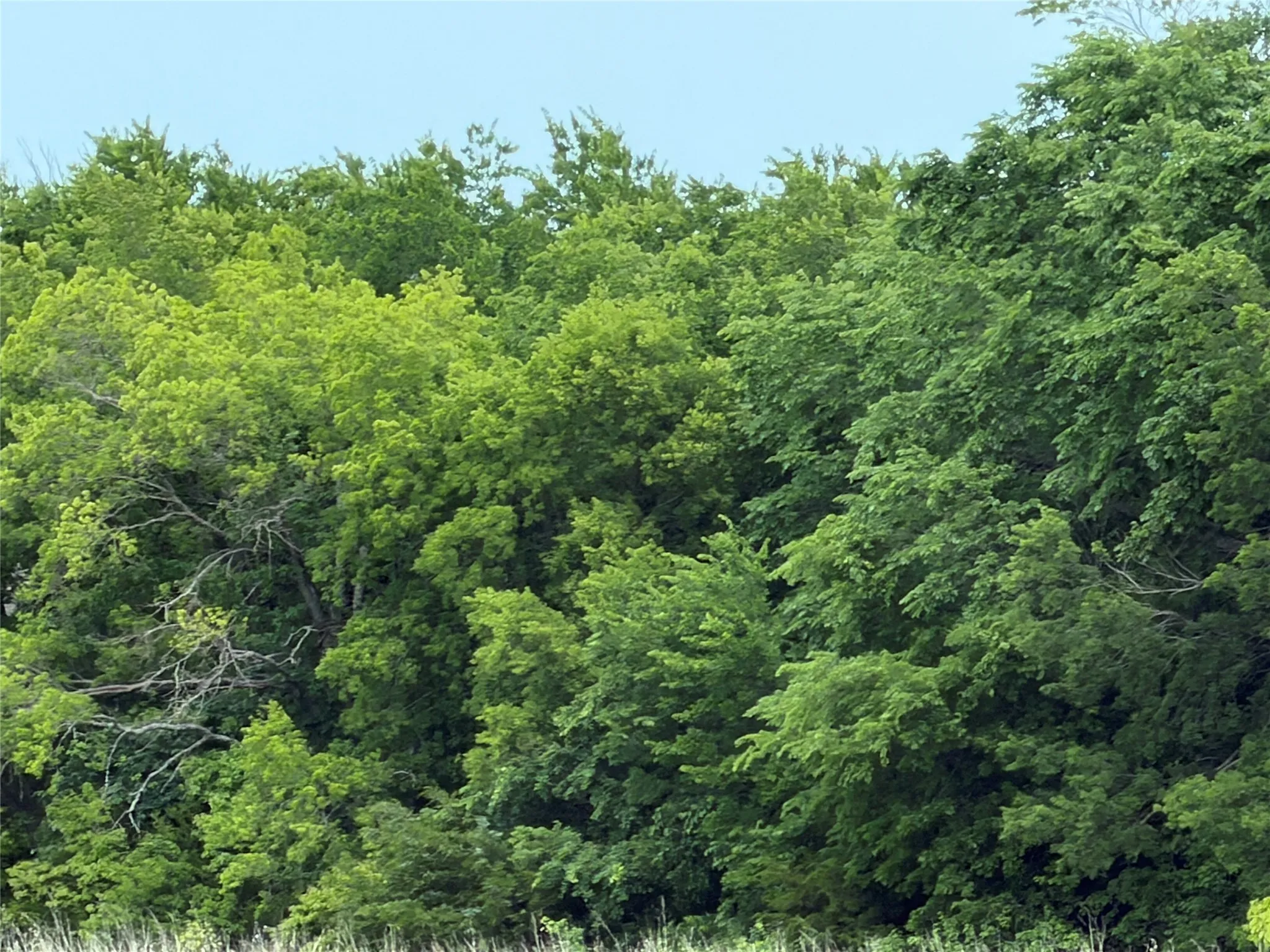Lush green tree canopy under a clear sky