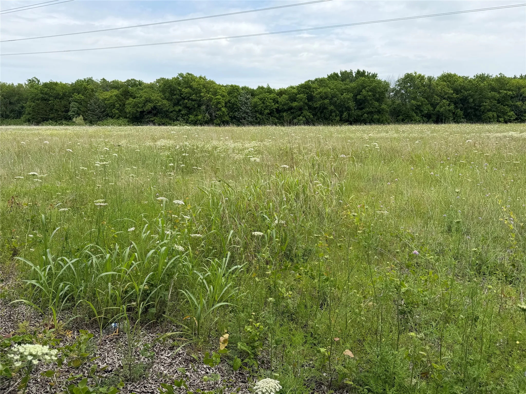Expansive green field featuring varied grasses and wildflowers
