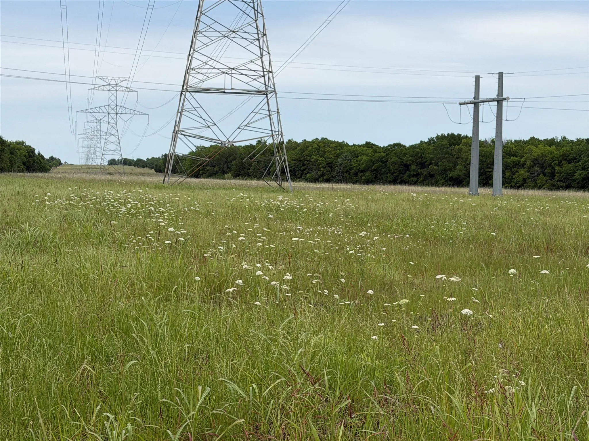 Expansive field with varying green grasses and scattered white wildflowers