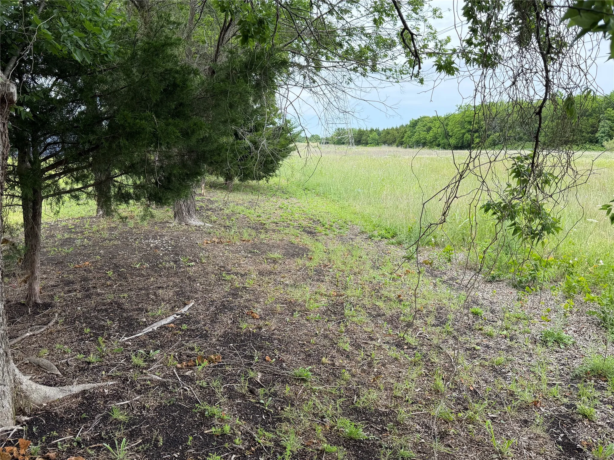 Expansive open field bordered by mature trees