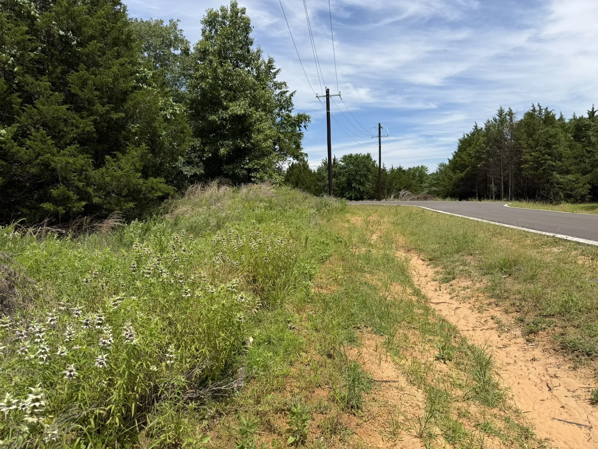 Looking north along the east side of the lot
