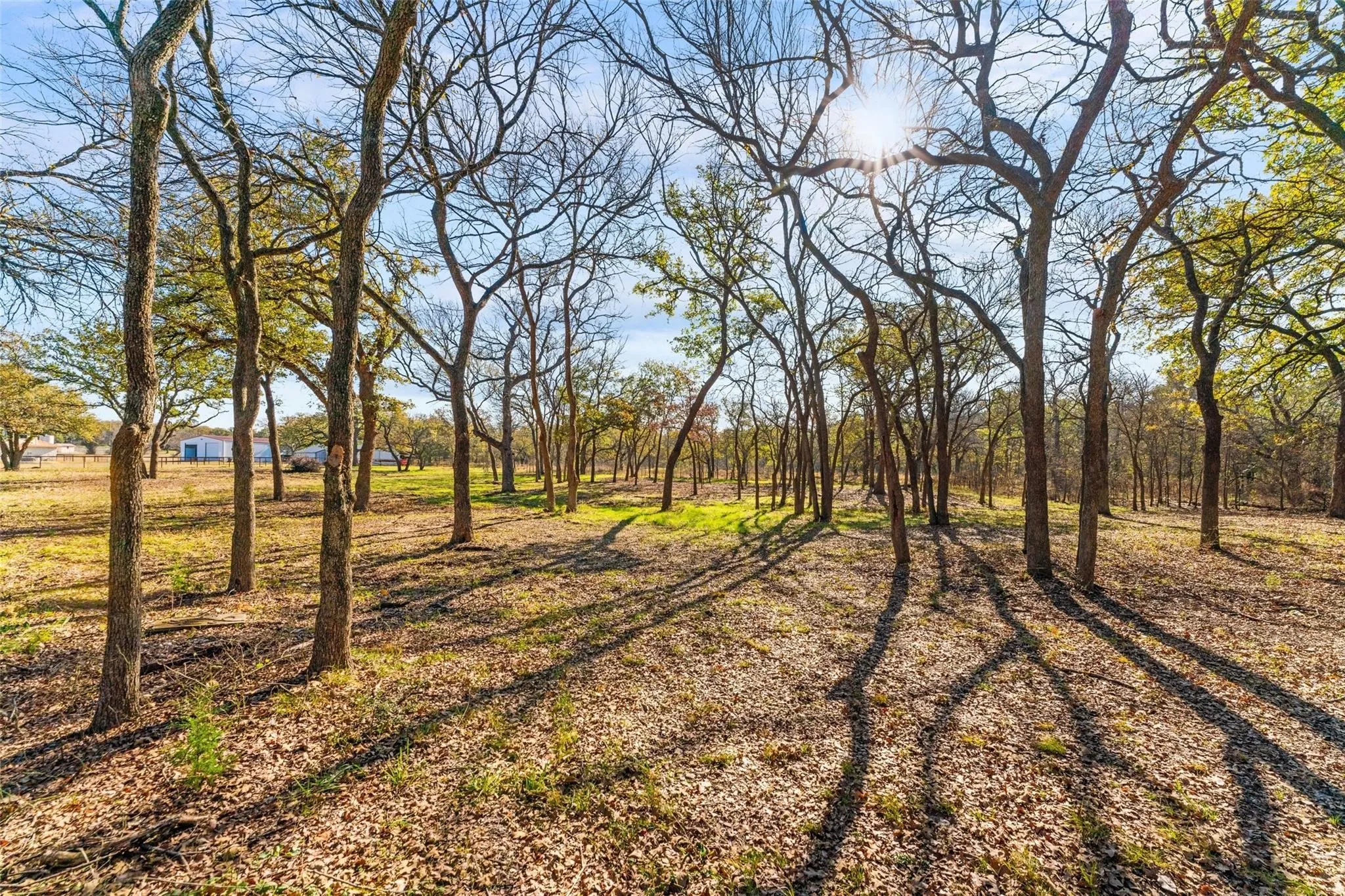 Wooded property featuring mature trees, partial canopy, and dappled sunlight