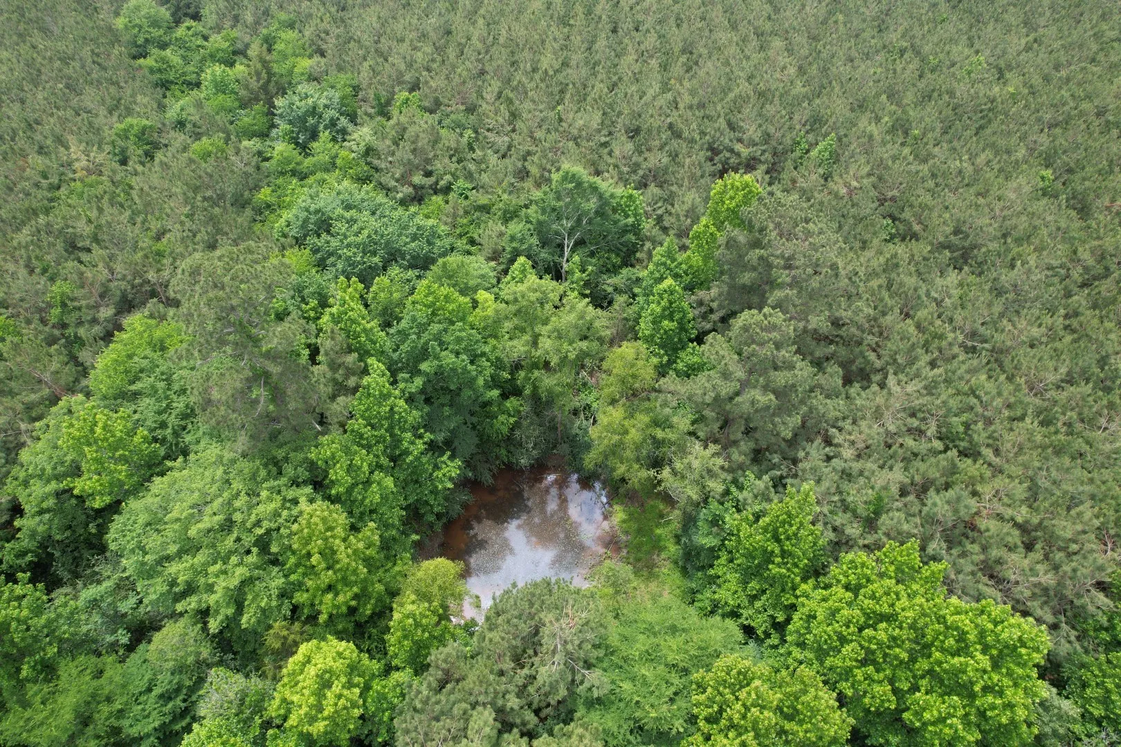 Unimproved Land For Sale in Rusk County , TBD-A County Road 3163, Laneville, Texas 75667, 0, 0, Garage spaces, 0 Sqft, built in 0, mls#21277604, Real Estate Agent in Laneville, Homes For Sale in Rusk county, Homes For Sale in Laneville, Realtor in Laneville Texas, Real Estate Brokerage Independent Realty Texas, Luminita Cordes Realtor