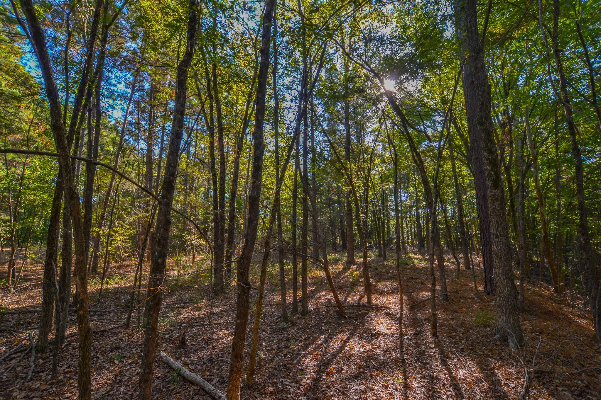 Unimproved Land For Sale in Henderson County , 7821 Cr 3409, Chandler, Texas 75758, 0, 0, Garage spaces, 0 Sqft, built in 0, Price $495,000, mls#21277749, Real Estate Agent in Chandler, Homes For Sale in Henderson county, Homes For Sale in Chandler, Realtor in Chandler Texas, Real Estate Brokerage Independent Realty Texas, Luminita Cordes Realtor