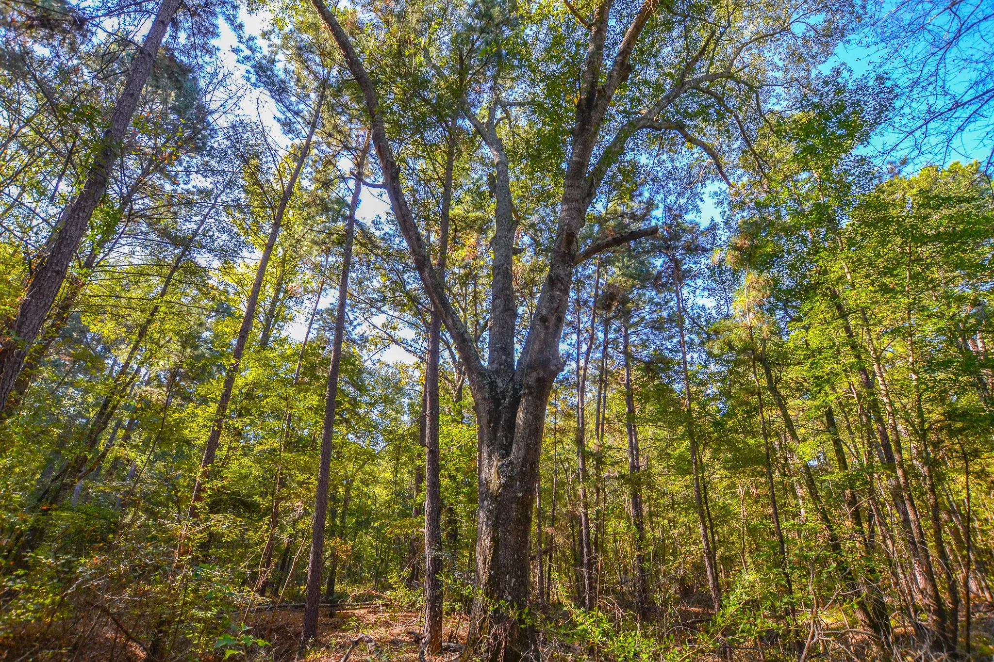 Unimproved Land For Sale in Henderson County , 7821 Cr 3409, Chandler, Texas 75758, 0, 0, Garage spaces, 0 Sqft, built in 0, Price $495,000, mls#21277749, Real Estate Agent in Chandler, Homes For Sale in Henderson county, Homes For Sale in Chandler, Realtor in Chandler Texas, Real Estate Brokerage Independent Realty Texas, Luminita Cordes Realtor