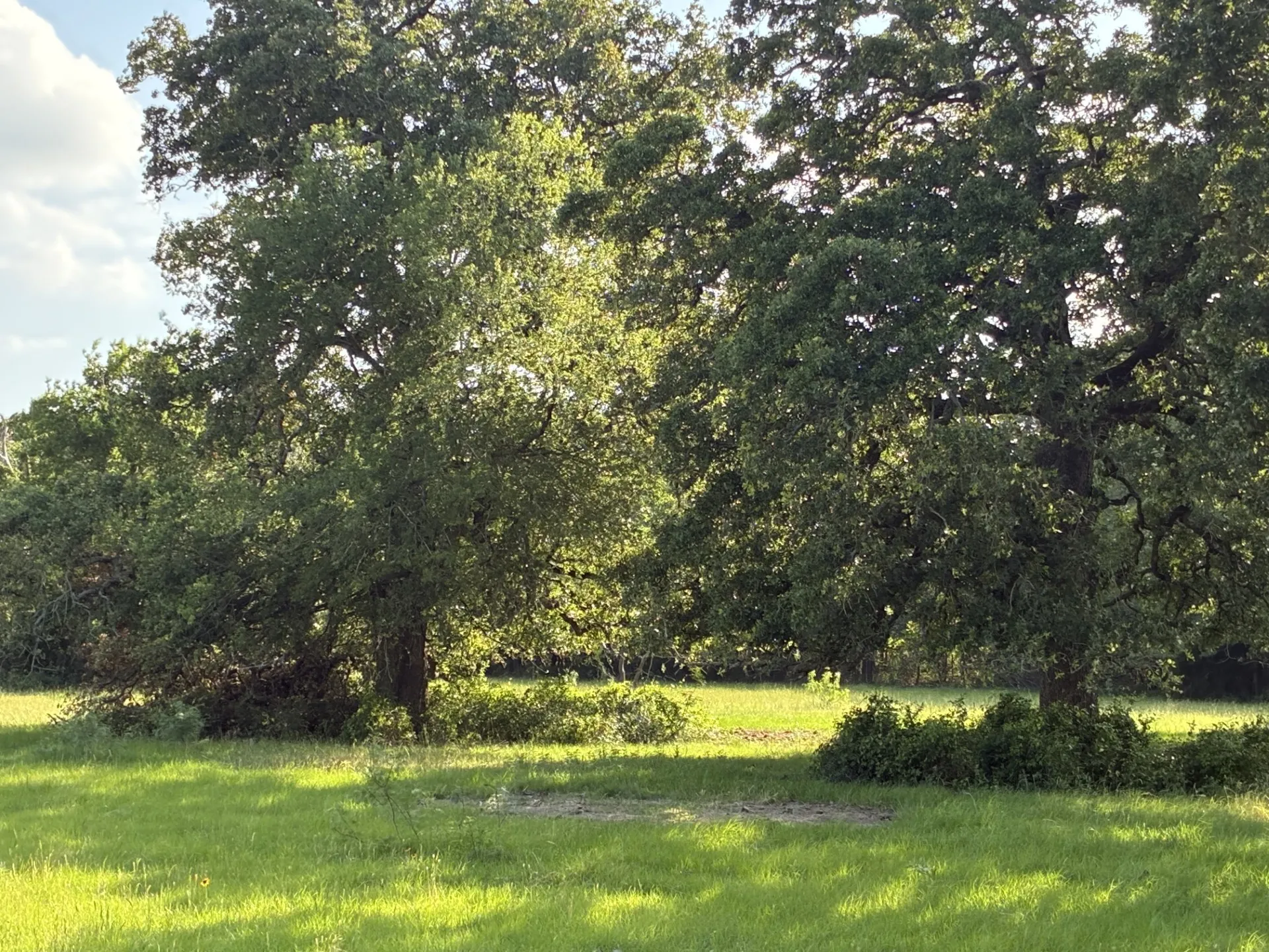 Ranch For Sale in Freestone County , TBD County Road 1128, Streetman, Texas 75859, 0, 0, Garage spaces, 0 Sqft, built in 0, Price $295,300, mls#21277820, Real Estate Agent in Streetman, Homes For Sale in Freestone county, Homes For Sale in Streetman, Realtor in Streetman Texas, Real Estate Brokerage Independent Realty Texas, Luminita Cordes Realtor