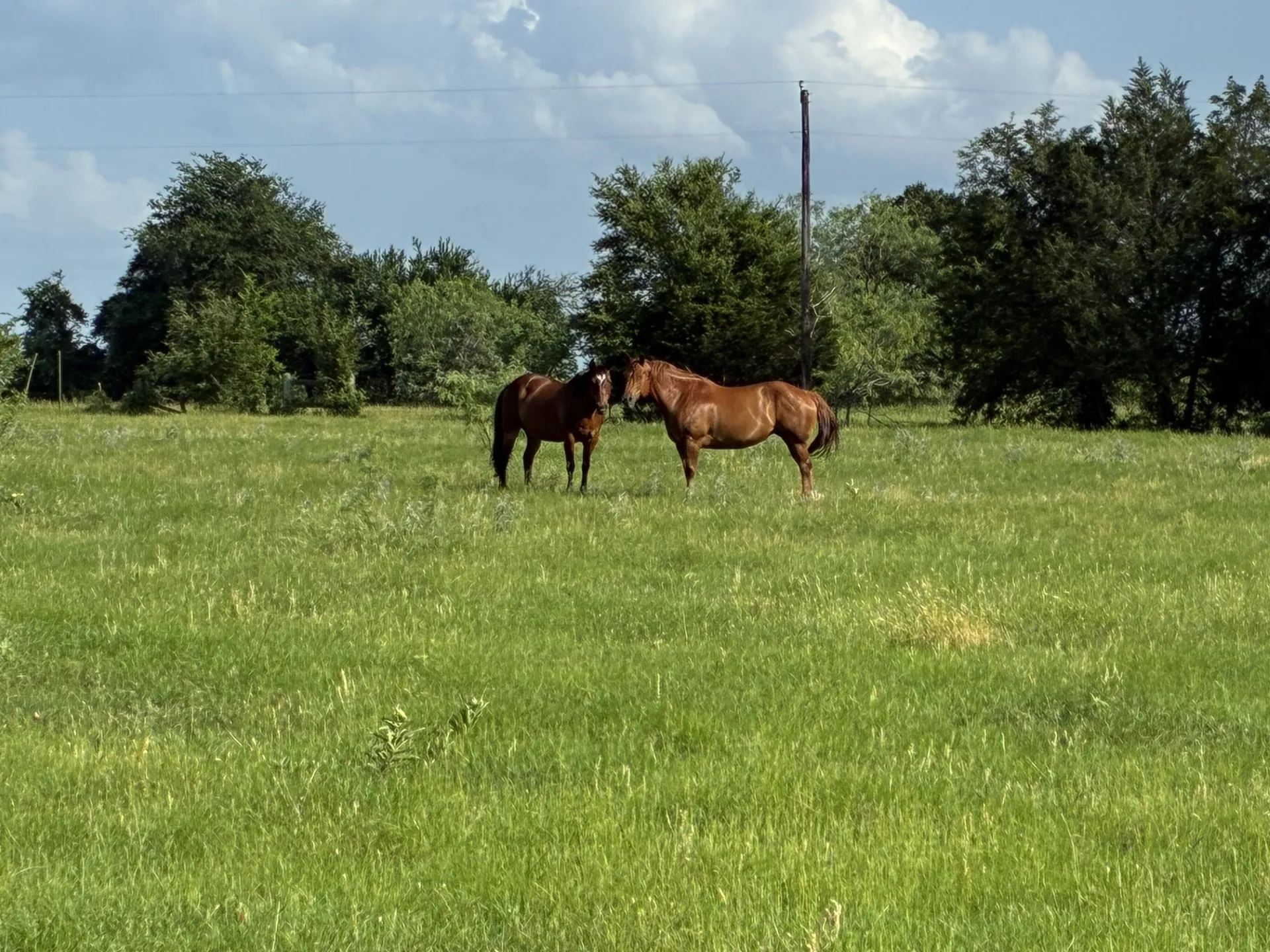 Ranch For Sale in Freestone County , TBD County Road 1128, Streetman, Texas 75859, 0, 0, Garage spaces, 0 Sqft, built in 0, Price $295,300, mls#21277820, Real Estate Agent in Streetman, Homes For Sale in Freestone county, Homes For Sale in Streetman, Realtor in Streetman Texas, Real Estate Brokerage Independent Realty Texas, Luminita Cordes Realtor
