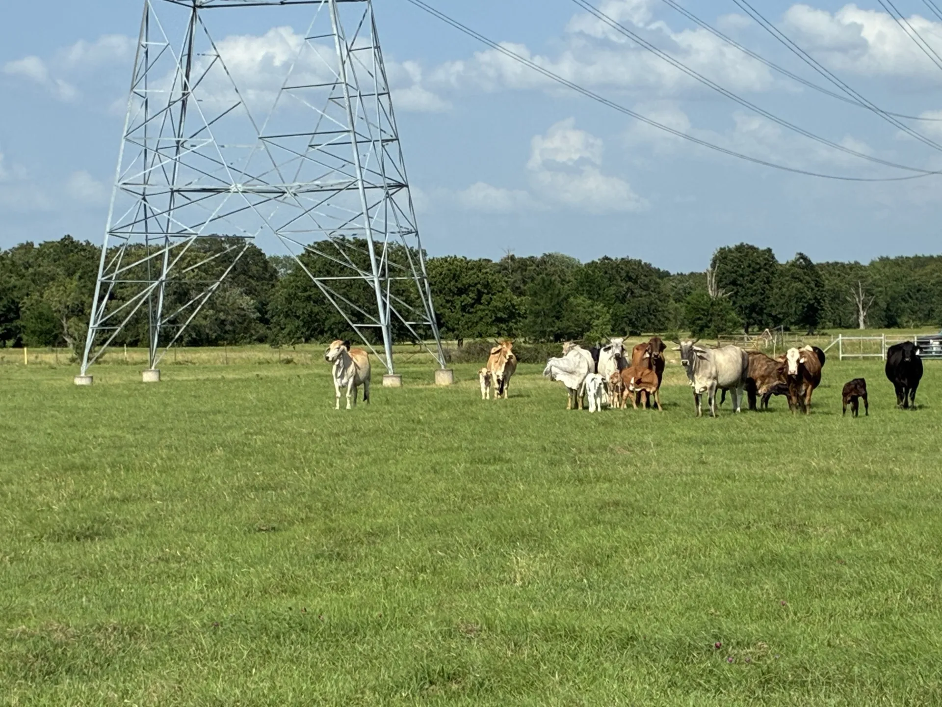 Ranch For Sale in Freestone County , TBD County Road 1128, Streetman, Texas 75859, 0, 0, Garage spaces, 0 Sqft, built in 0, Price $295,300, mls#21277820, Real Estate Agent in Streetman, Homes For Sale in Freestone county, Homes For Sale in Streetman, Realtor in Streetman Texas, Real Estate Brokerage Independent Realty Texas, Luminita Cordes Realtor