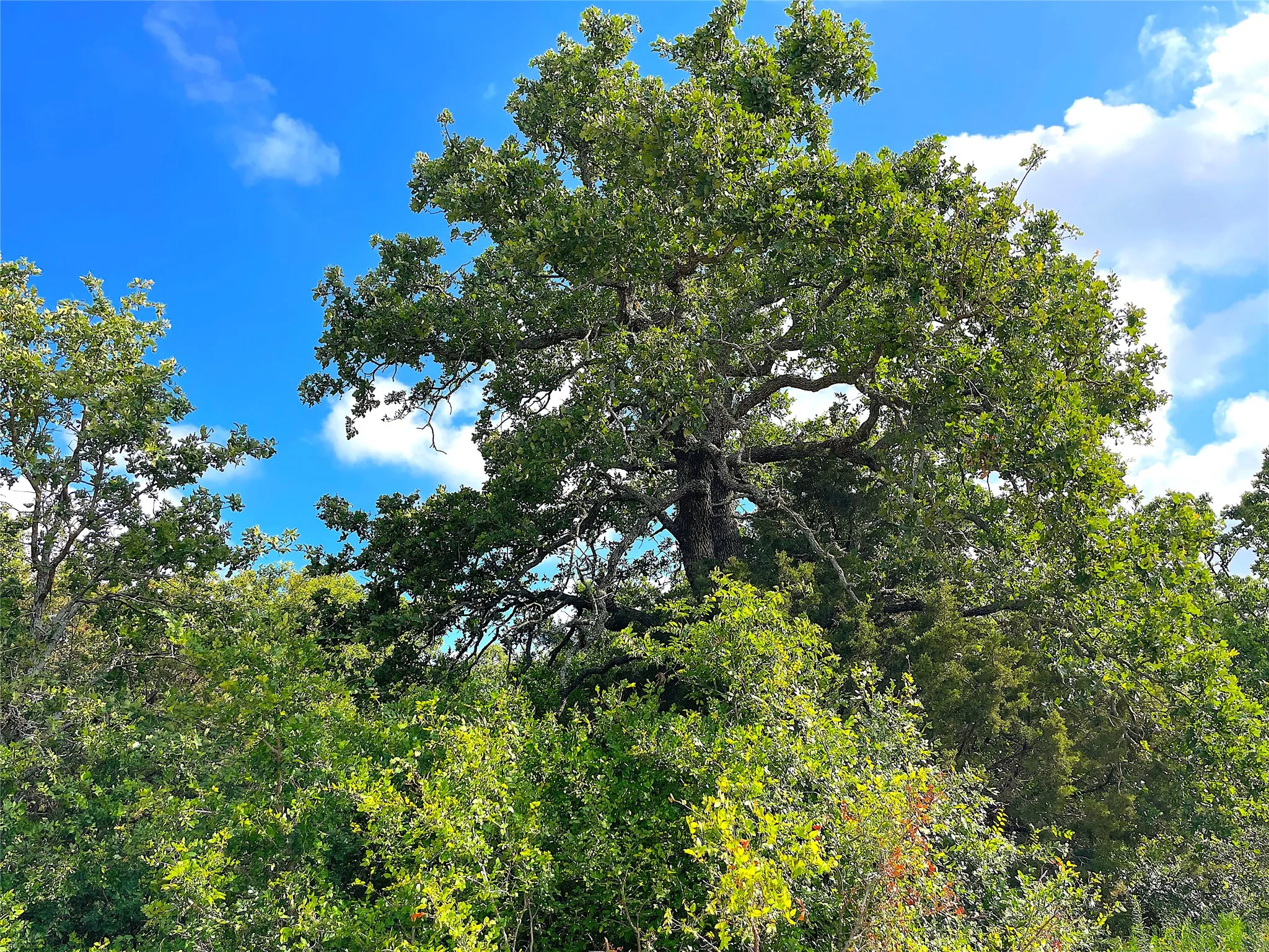 Unimproved Land For Sale in Parker County , 11020 Hwy 281, Whitt, Texas 76490, 0, 0, Garage spaces, 0 Sqft, built in 0, Price $899,000, mls#21277808, Real Estate Agent in Whitt, Homes For Sale in Parker county, Homes For Sale in Whitt, Realtor in Whitt Texas, Real Estate Brokerage Independent Realty Texas, Luminita Cordes Realtor