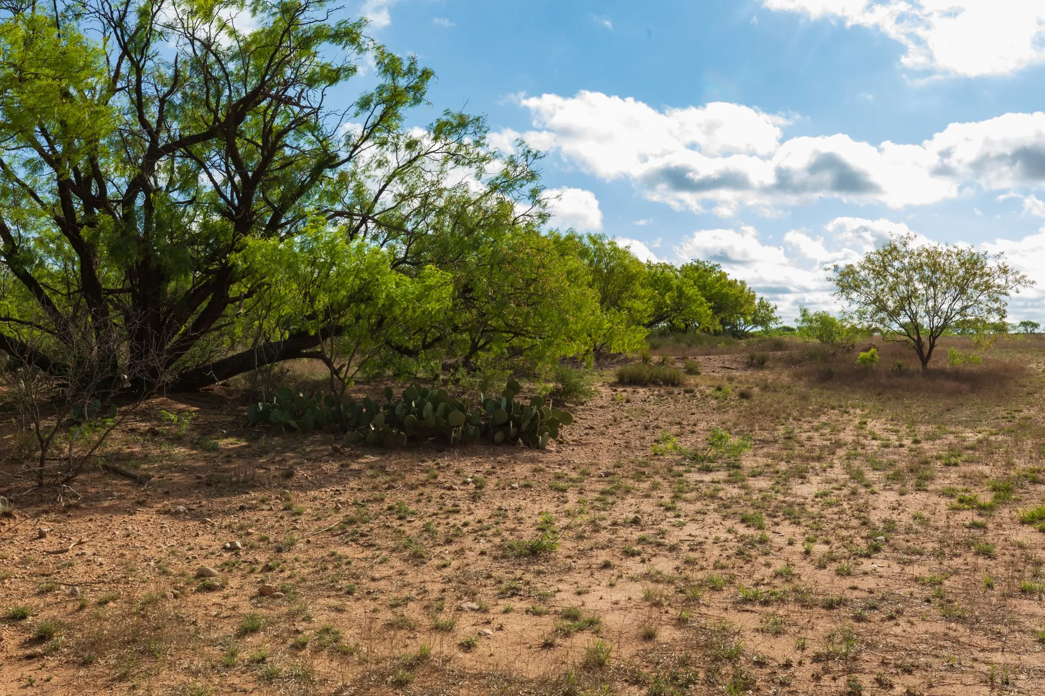 Unimproved Land For Sale in Haskell County , 600 Fm 600, Haskell, Texas 79553, 0, 0, Garage spaces, 0 Sqft, built in 0, mls#21276684, Real Estate Agent in Haskell, Homes For Sale in Haskell county, Homes For Sale in Haskell, Realtor in Haskell Texas, Real Estate Brokerage Independent Realty Texas, Luminita Cordes Realtor