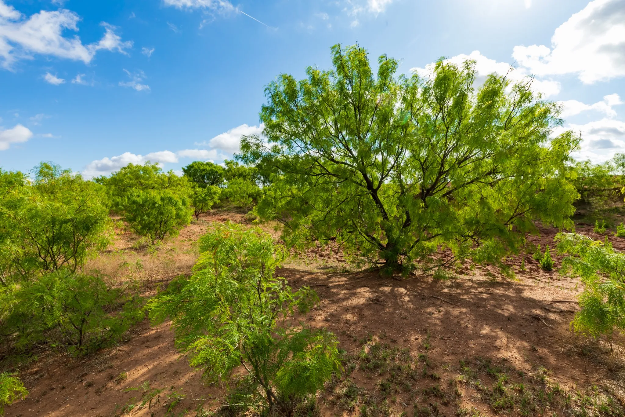 Unimproved Land For Sale in Haskell County , 600 Fm 600, Haskell, Texas 79553, 0, 0, Garage spaces, 0 Sqft, built in 0, mls#21276684, Real Estate Agent in Haskell, Homes For Sale in Haskell county, Homes For Sale in Haskell, Realtor in Haskell Texas, Real Estate Brokerage Independent Realty Texas, Luminita Cordes Realtor