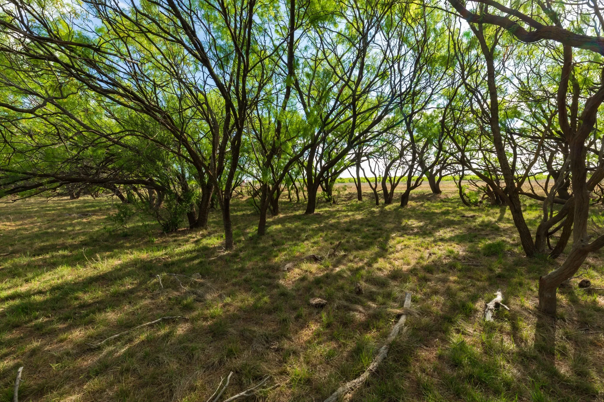 Unimproved Land For Sale in Haskell County , 600 Fm 600, Haskell, Texas 79553, 0, 0, Garage spaces, 0 Sqft, built in 0, mls#21276684, Real Estate Agent in Haskell, Homes For Sale in Haskell county, Homes For Sale in Haskell, Realtor in Haskell Texas, Real Estate Brokerage Independent Realty Texas, Luminita Cordes Realtor