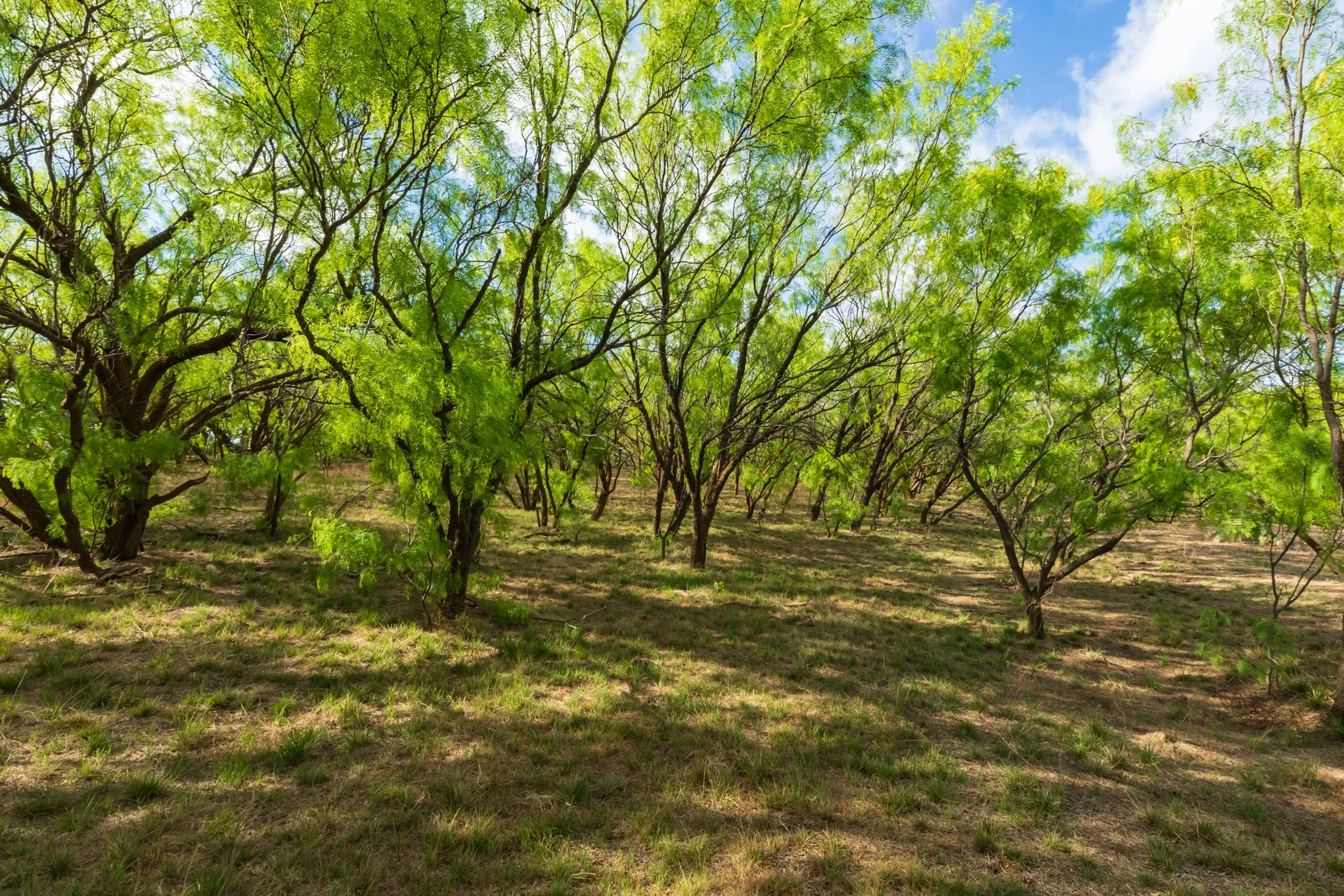 Unimproved Land For Sale in Haskell County , 600 Fm 600, Haskell, Texas 79553, 0, 0, Garage spaces, 0 Sqft, built in 0, mls#21276684, Real Estate Agent in Haskell, Homes For Sale in Haskell county, Homes For Sale in Haskell, Realtor in Haskell Texas, Real Estate Brokerage Independent Realty Texas, Luminita Cordes Realtor