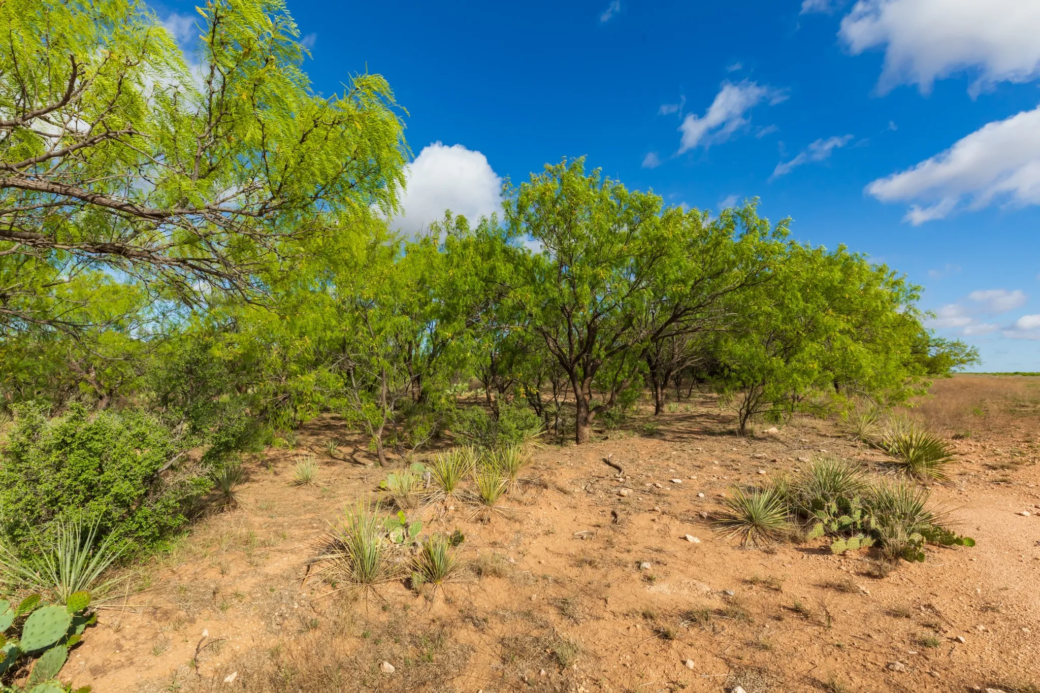Unimproved Land For Sale in Haskell County , 600 Fm 600, Haskell, Texas 79553, 0, 0, Garage spaces, 0 Sqft, built in 0, mls#21276684, Real Estate Agent in Haskell, Homes For Sale in Haskell county, Homes For Sale in Haskell, Realtor in Haskell Texas, Real Estate Brokerage Independent Realty Texas, Luminita Cordes Realtor
