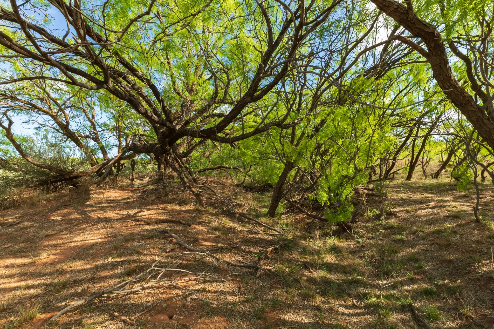 Unimproved Land For Sale in Haskell County , 600 Fm 600, Haskell, Texas 79553, 0, 0, Garage spaces, 0 Sqft, built in 0, mls#21276684, Real Estate Agent in Haskell, Homes For Sale in Haskell county, Homes For Sale in Haskell, Realtor in Haskell Texas, Real Estate Brokerage Independent Realty Texas, Luminita Cordes Realtor