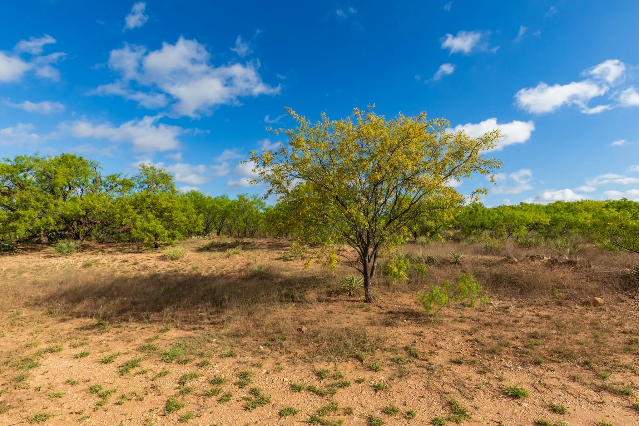 Unimproved Land For Sale in Haskell County , 600 Fm 600, Haskell, Texas 79553, 0, 0, Garage spaces, 0 Sqft, built in 0, mls#21276684, Real Estate Agent in Haskell, Homes For Sale in Haskell county, Homes For Sale in Haskell, Realtor in Haskell Texas, Real Estate Brokerage Independent Realty Texas, Luminita Cordes Realtor