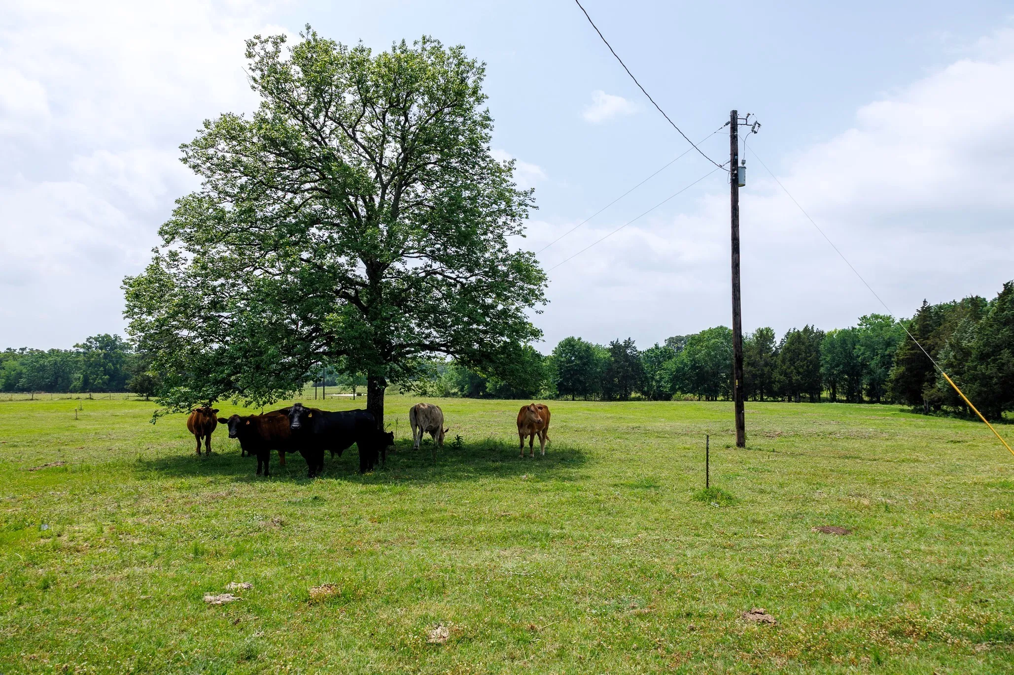 Ranch For Sale in Van Zandt County , 6100 Fm 314, Ben Wheeler, Texas 75754, 0, 0, Garage spaces, 0 Sqft, built in 2008, Price $795,000, mls#21265092, Real Estate Agent in Ben Wheeler, Homes For Sale in Van Zandt county, Homes For Sale in Ben Wheeler, Realtor in Ben Wheeler Texas, Real Estate Brokerage Independent Realty Texas, Luminita Cordes Realtor
