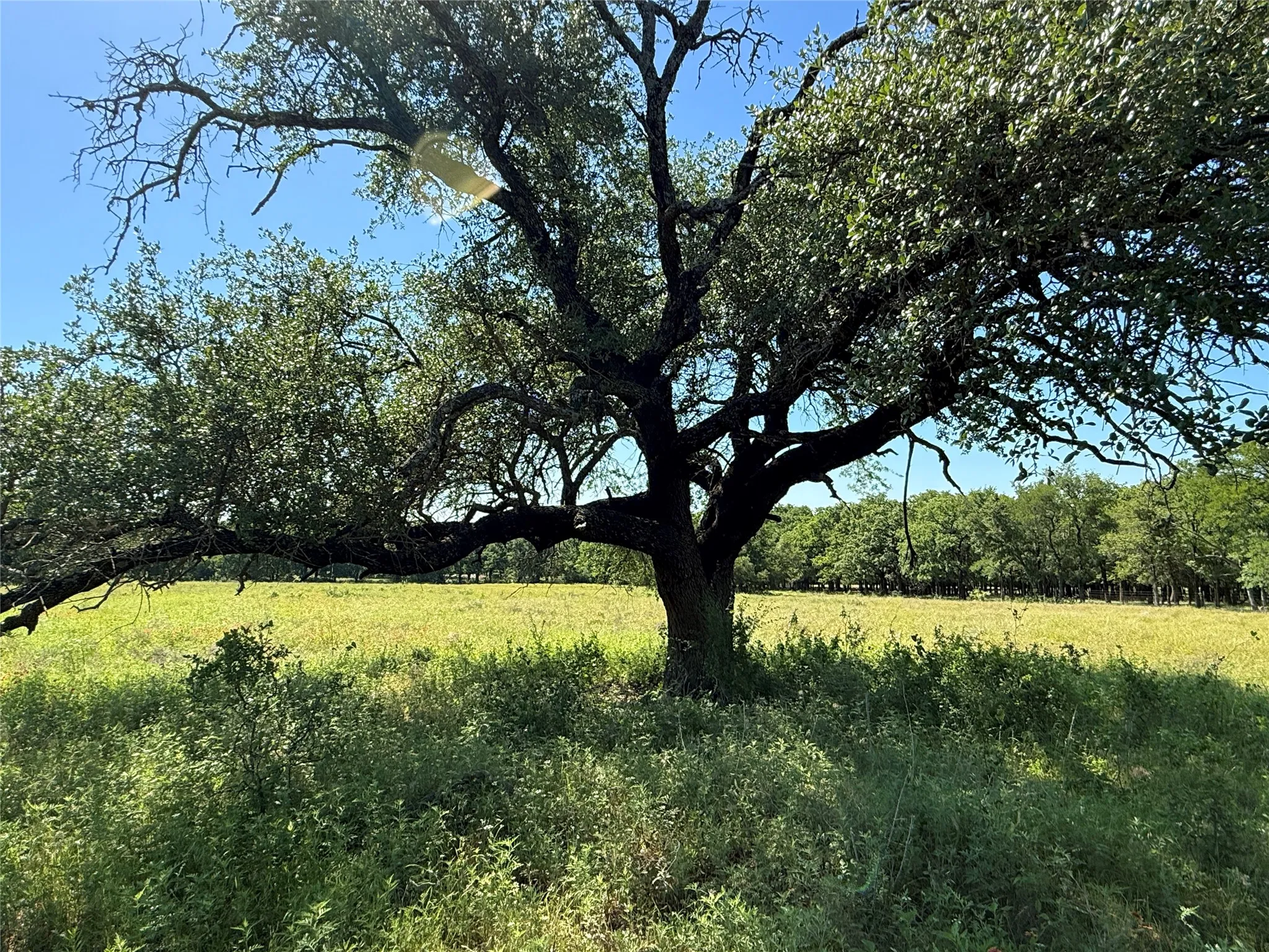 Improved Land For Sale in Hamilton County , 913 N Rice, Hamilton, Texas 76531, 0, 0, Garage spaces, 0 Sqft, built in 0, Price $450,000, mls#21278024, Real Estate Agent in Hamilton, Homes For Sale in Hamilton county, Homes For Sale in Hamilton, Realtor in Hamilton Texas, Real Estate Brokerage Independent Realty Texas, Luminita Cordes Realtor