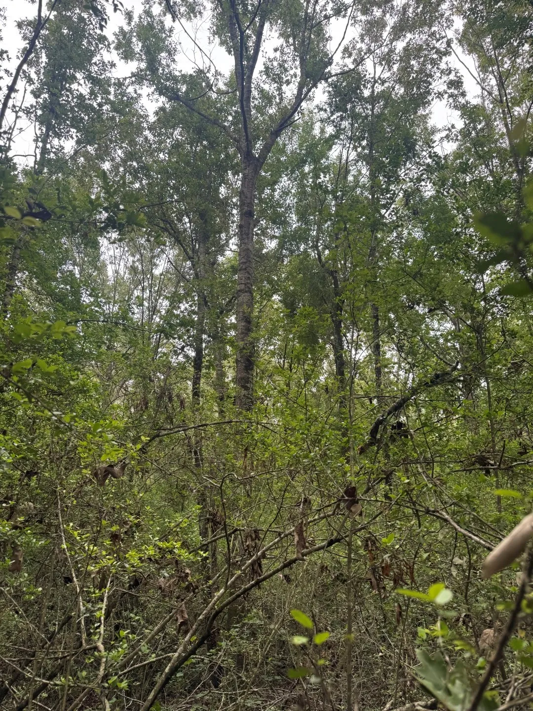 Unimproved Land For Sale in Shelby County , TBD County Road 4679, Tenaha, Texas 75974, 0, 0, Garage spaces, 0 Sqft, built in 0, Price $634,400, mls#21278414, Real Estate Agent in Tenaha, Homes For Sale in Shelby county, Homes For Sale in Tenaha, Realtor in Tenaha Texas, Real Estate Brokerage Independent Realty Texas, Luminita Cordes Realtor