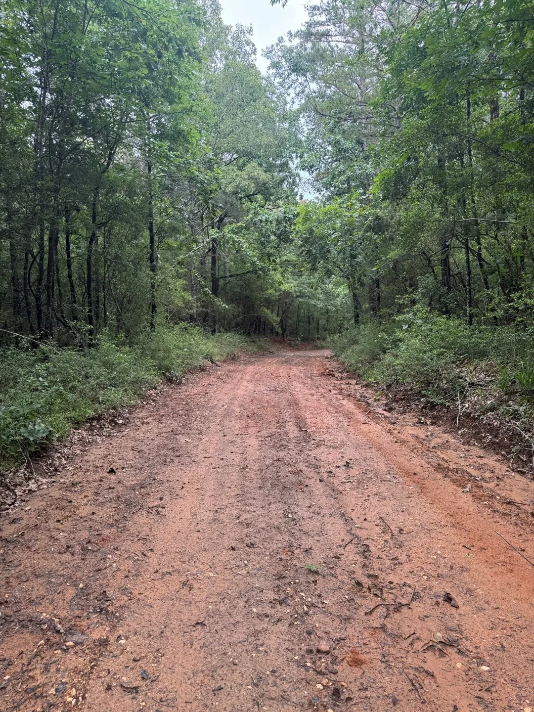 Unimproved Land For Sale in Shelby County , TBD County Road 4679, Tenaha, Texas 75974, 0, 0, Garage spaces, 0 Sqft, built in 0, Price $634,400, mls#21278414, Real Estate Agent in Tenaha, Homes For Sale in Shelby county, Homes For Sale in Tenaha, Realtor in Tenaha Texas, Real Estate Brokerage Independent Realty Texas, Luminita Cordes Realtor