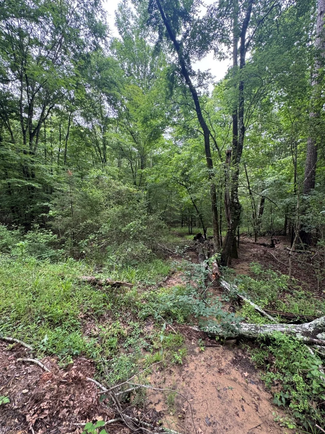 Unimproved Land For Sale in Shelby County , TBD County Road 4679, Tenaha, Texas 75974, 0, 0, Garage spaces, 0 Sqft, built in 0, Price $634,400, mls#21278414, Real Estate Agent in Tenaha, Homes For Sale in Shelby county, Homes For Sale in Tenaha, Realtor in Tenaha Texas, Real Estate Brokerage Independent Realty Texas, Luminita Cordes Realtor