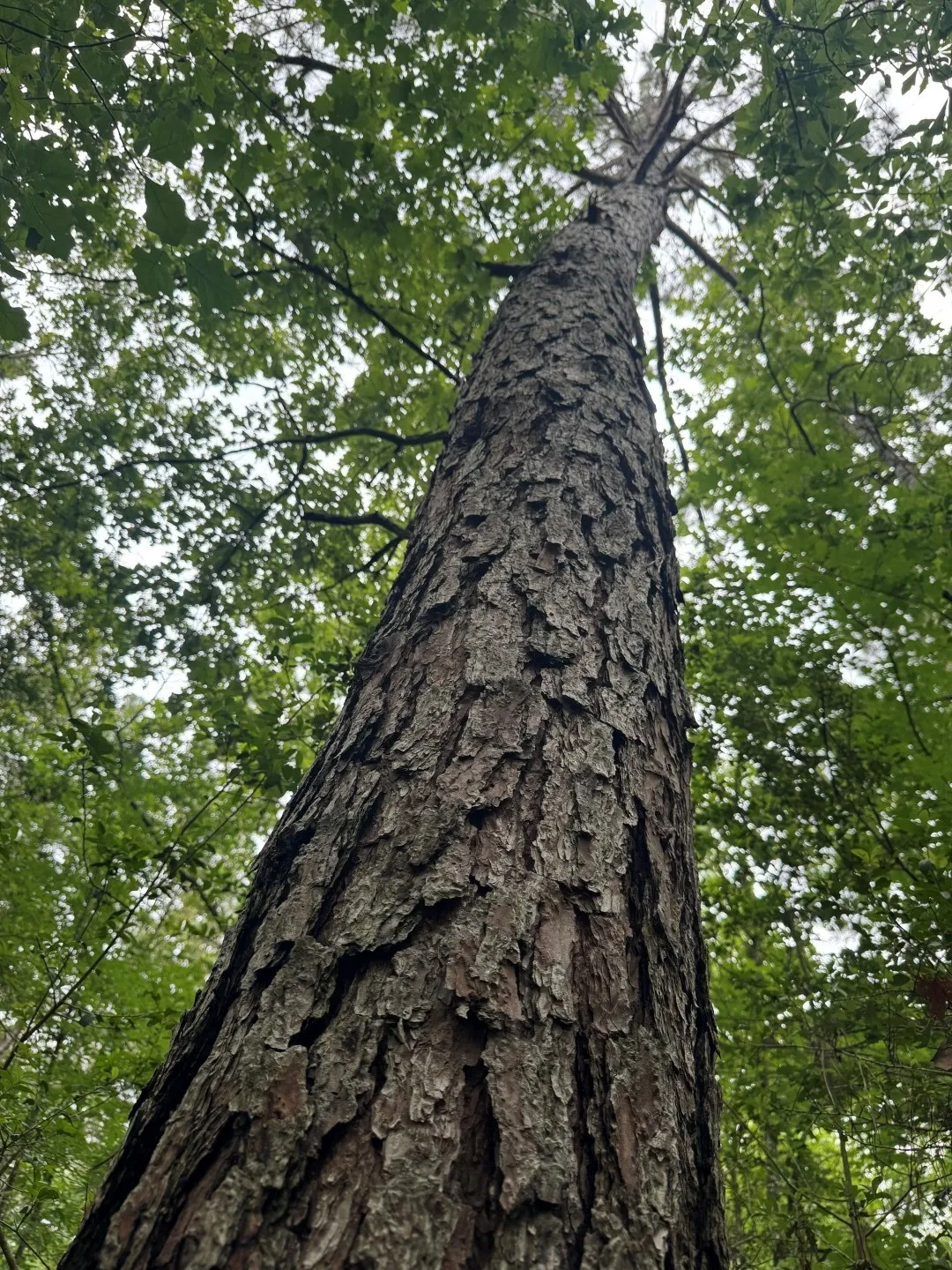 Unimproved Land For Sale in Shelby County , TBD County Road 4679, Tenaha, Texas 75974, 0, 0, Garage spaces, 0 Sqft, built in 0, Price $634,400, mls#21278414, Real Estate Agent in Tenaha, Homes For Sale in Shelby county, Homes For Sale in Tenaha, Realtor in Tenaha Texas, Real Estate Brokerage Independent Realty Texas, Luminita Cordes Realtor