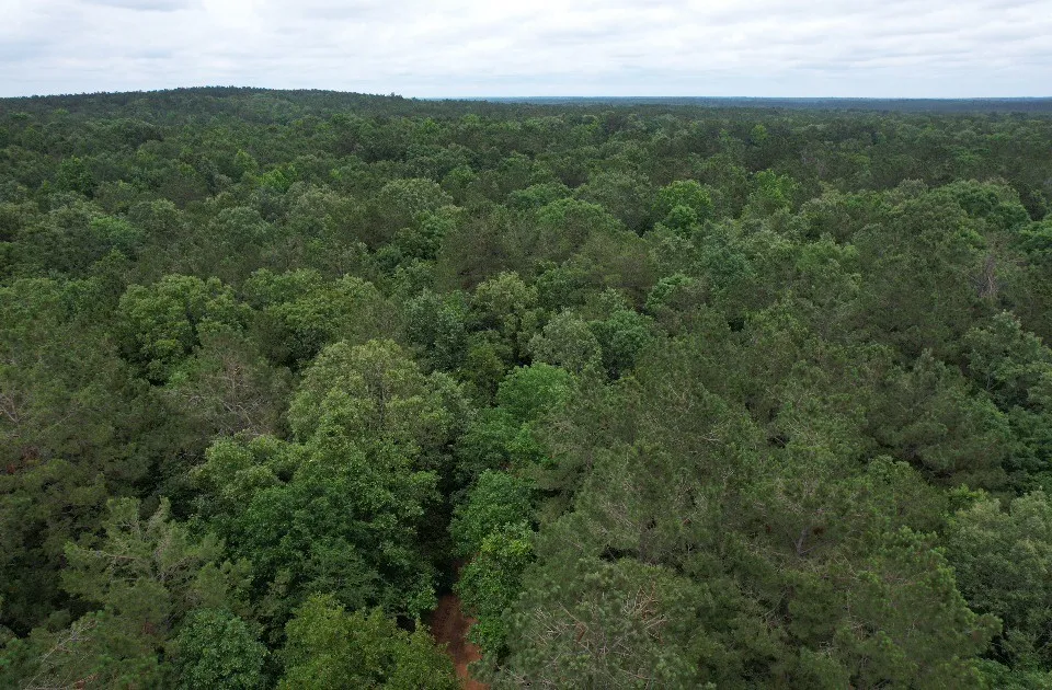 Unimproved Land For Sale in Shelby County , TBD County Road 4679, Tenaha, Texas 75974, 0, 0, Garage spaces, 0 Sqft, built in 0, Price $634,400, mls#21278414, Real Estate Agent in Tenaha, Homes For Sale in Shelby county, Homes For Sale in Tenaha, Realtor in Tenaha Texas, Real Estate Brokerage Independent Realty Texas, Luminita Cordes Realtor