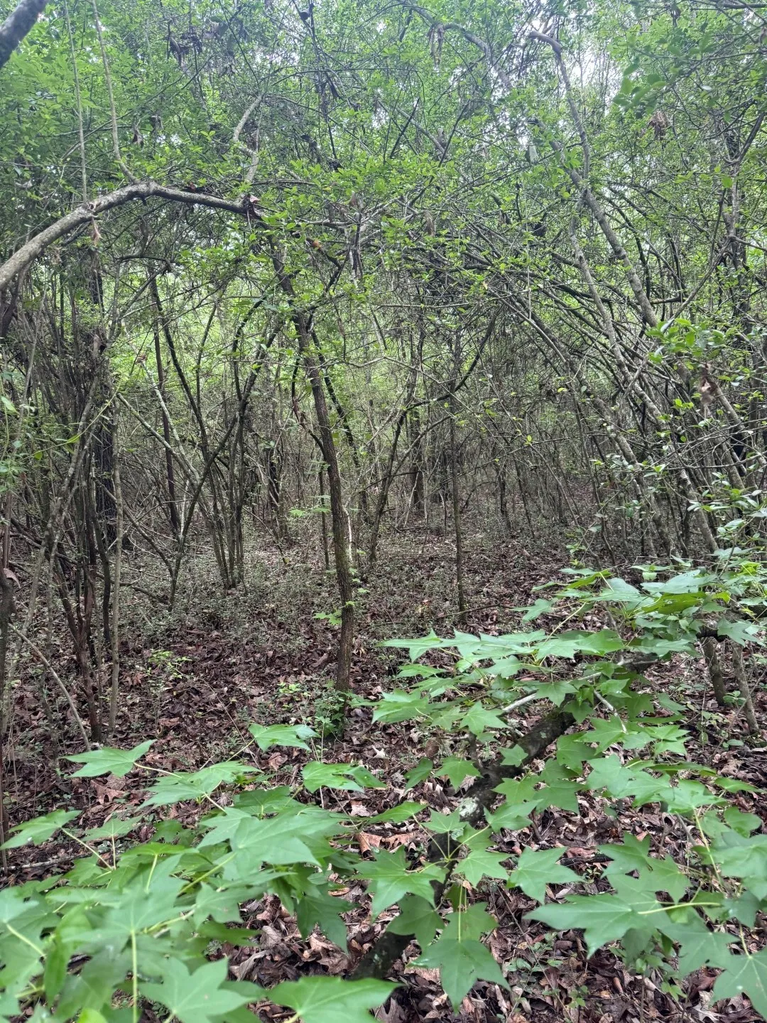 Unimproved Land For Sale in Shelby County , TBD County Road 4679, Tenaha, Texas 75974, 0, 0, Garage spaces, 0 Sqft, built in 0, Price $634,400, mls#21278414, Real Estate Agent in Tenaha, Homes For Sale in Shelby county, Homes For Sale in Tenaha, Realtor in Tenaha Texas, Real Estate Brokerage Independent Realty Texas, Luminita Cordes Realtor