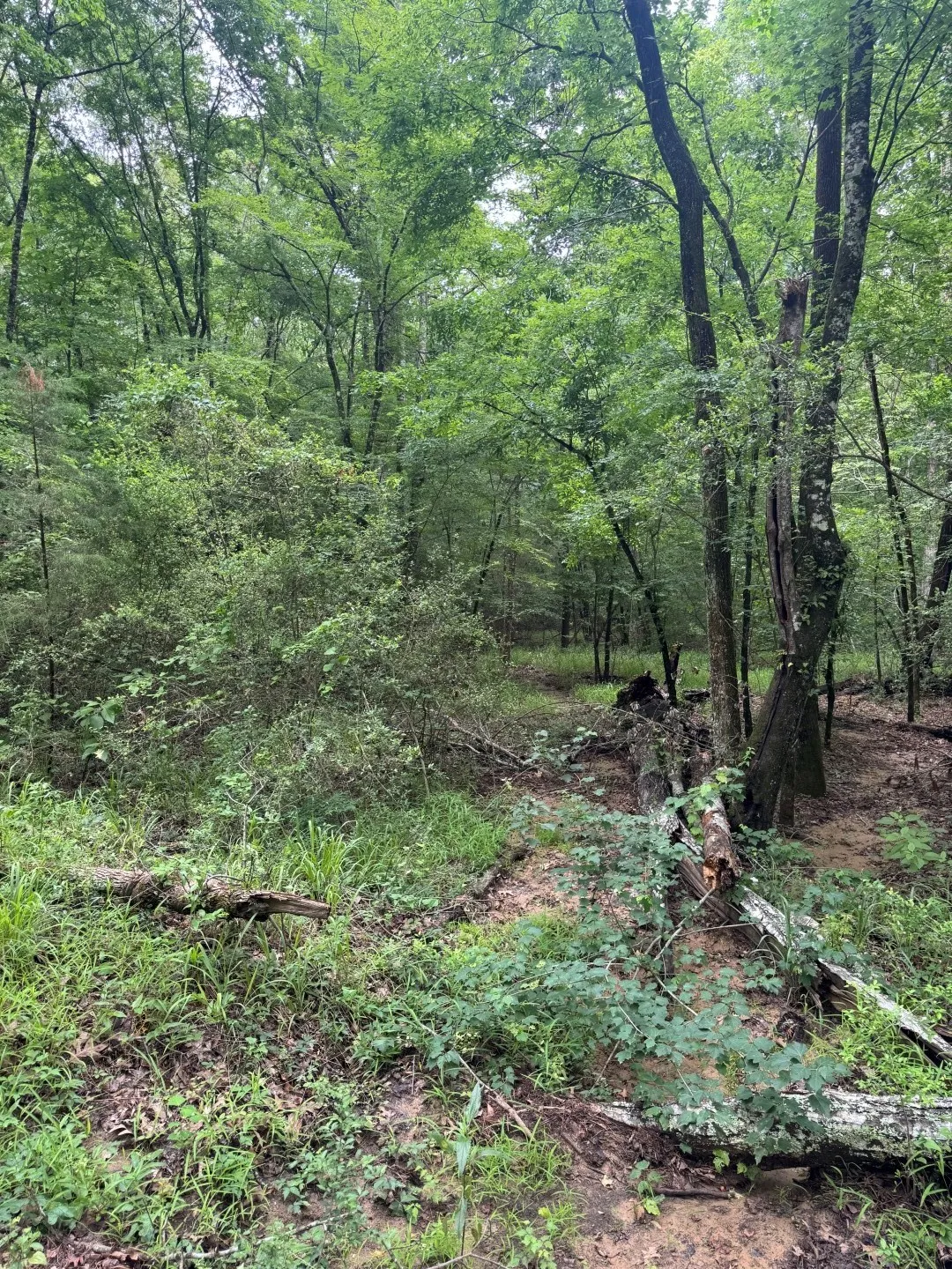 Unimproved Land For Sale in Shelby County , TBD County Road 4679, Tenaha, Texas 75974, 0, 0, Garage spaces, 0 Sqft, built in 0, Price $634,400, mls#21278414, Real Estate Agent in Tenaha, Homes For Sale in Shelby county, Homes For Sale in Tenaha, Realtor in Tenaha Texas, Real Estate Brokerage Independent Realty Texas, Luminita Cordes Realtor