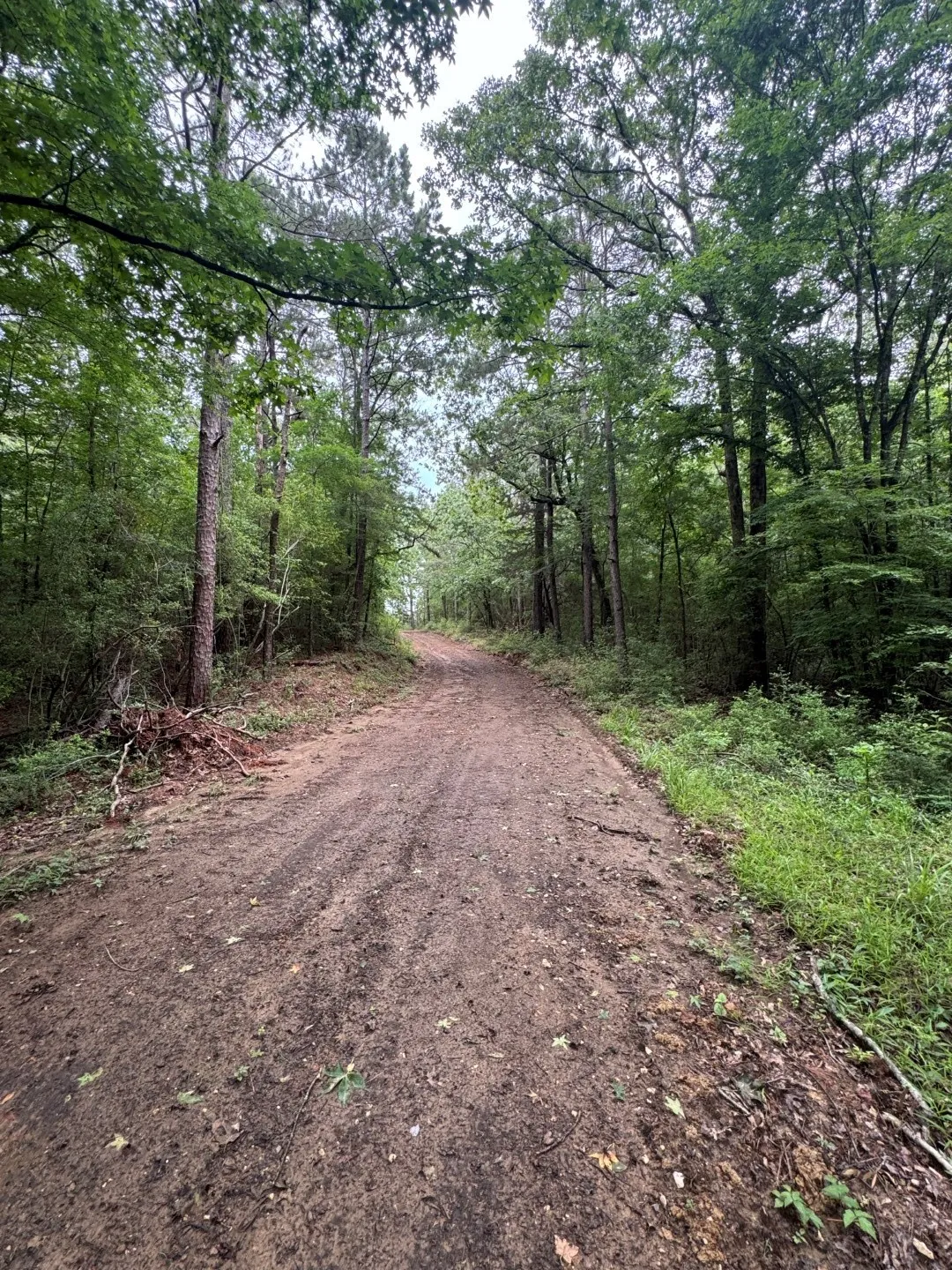 Unimproved Land For Sale in Shelby County , TBD County Road 4679, Tenaha, Texas 75974, 0, 0, Garage spaces, 0 Sqft, built in 0, Price $634,400, mls#21278414, Real Estate Agent in Tenaha, Homes For Sale in Shelby county, Homes For Sale in Tenaha, Realtor in Tenaha Texas, Real Estate Brokerage Independent Realty Texas, Luminita Cordes Realtor