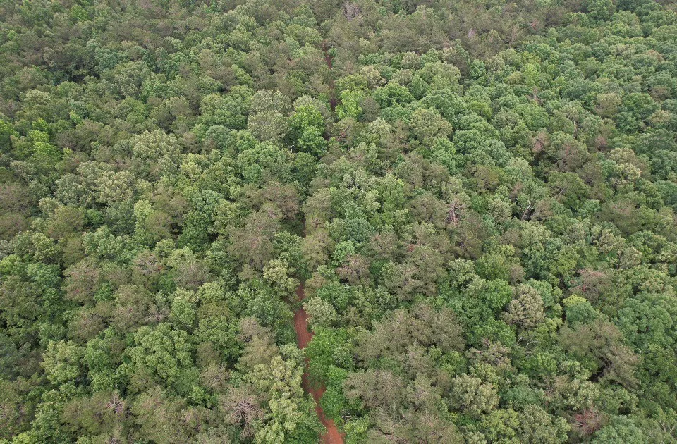 Unimproved Land For Sale in Shelby County , TBD County Road 4679, Tenaha, Texas 75974, 0, 0, Garage spaces, 0 Sqft, built in 0, Price $634,400, mls#21278414, Real Estate Agent in Tenaha, Homes For Sale in Shelby county, Homes For Sale in Tenaha, Realtor in Tenaha Texas, Real Estate Brokerage Independent Realty Texas, Luminita Cordes Realtor