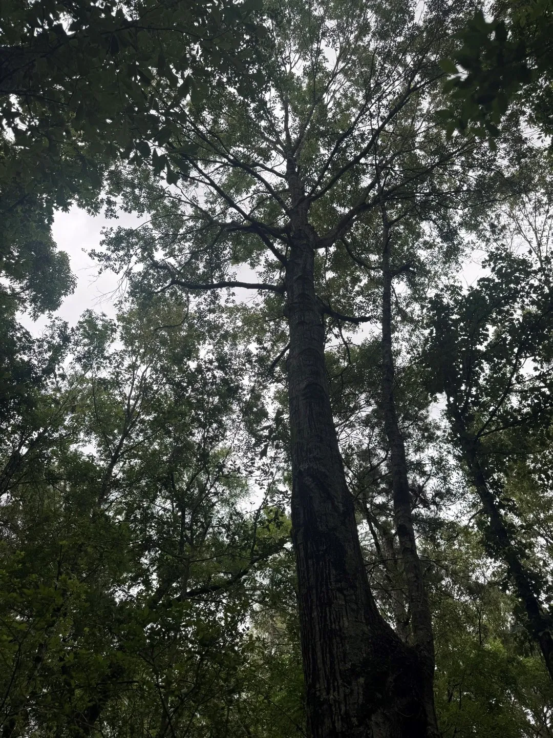 Unimproved Land For Sale in Shelby County , TBD County Road 4679, Tenaha, Texas 75974, 0, 0, Garage spaces, 0 Sqft, built in 0, Price $634,400, mls#21278414, Real Estate Agent in Tenaha, Homes For Sale in Shelby county, Homes For Sale in Tenaha, Realtor in Tenaha Texas, Real Estate Brokerage Independent Realty Texas, Luminita Cordes Realtor