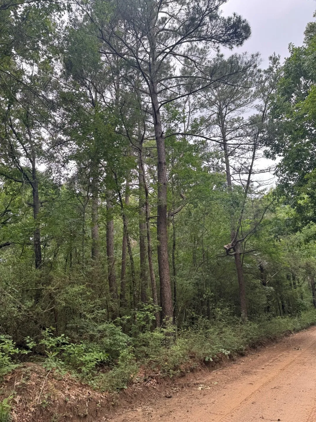 Unimproved Land For Sale in Shelby County , TBD County Road 4679, Tenaha, Texas 75974, 0, 0, Garage spaces, 0 Sqft, built in 0, Price $634,400, mls#21278414, Real Estate Agent in Tenaha, Homes For Sale in Shelby county, Homes For Sale in Tenaha, Realtor in Tenaha Texas, Real Estate Brokerage Independent Realty Texas, Luminita Cordes Realtor
