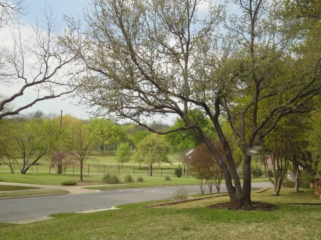 Single Family Residence For Rent in Dallas County , 6831 La Vista Drive, Dallas, Texas 75214, 3 Bedroom, 2 Bathroom, 2 Garage spaces, 1,541 Sqft, built in 1948, mls#21278499, Real Estate Agent in Dallas, Homes For Rent in Dallas county, Homes For Rent in Dallas, Realtor in Dallas Texas, Real Estate Brokerage Independent Realty Texas, Luminita Cordes Realtor