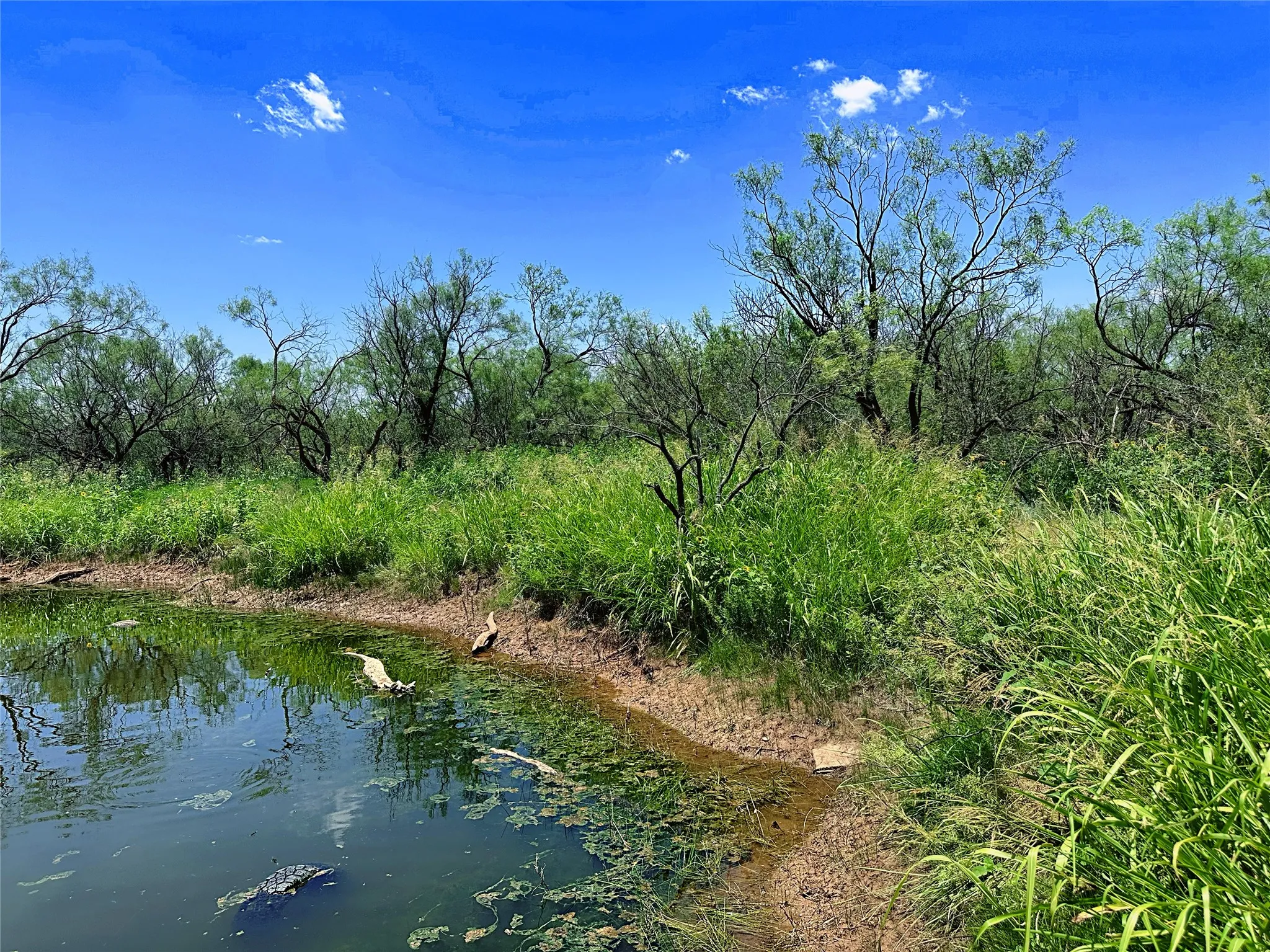 Unimproved Land For Sale in Jones County , TBD (WEST TRACT) County Road 356, Anson, Texas 79501, 0, 0, Garage spaces, 0 Sqft, built in 0, Price $157,500, mls#21277748, Real Estate Agent in Anson, Homes For Sale in Jones county, Homes For Sale in Anson, Realtor in Anson Texas, Real Estate Brokerage Independent Realty Texas, Luminita Cordes Realtor
