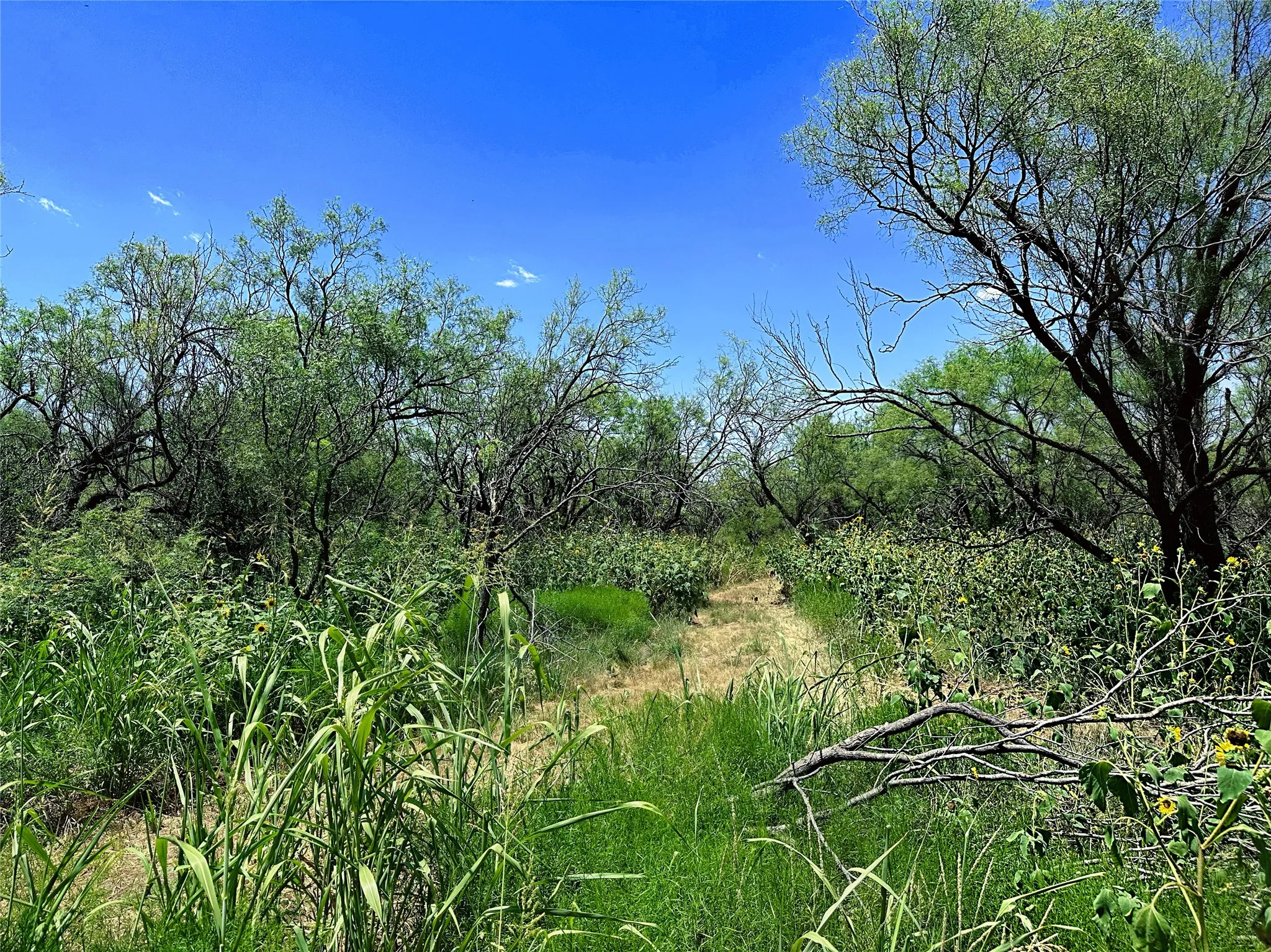 Unimproved Land For Sale in Jones County , TBD (WEST TRACT) County Road 356, Anson, Texas 79501, 0, 0, Garage spaces, 0 Sqft, built in 0, Price $157,500, mls#21277748, Real Estate Agent in Anson, Homes For Sale in Jones county, Homes For Sale in Anson, Realtor in Anson Texas, Real Estate Brokerage Independent Realty Texas, Luminita Cordes Realtor