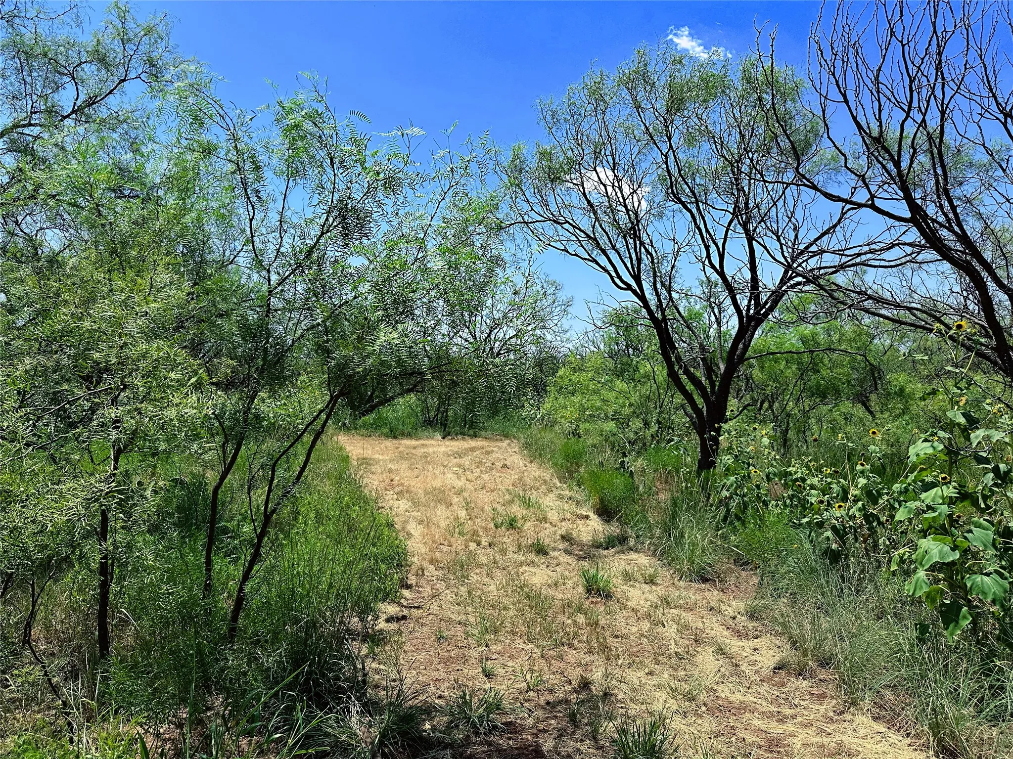 Unimproved Land For Sale in Jones County , TBD (WEST TRACT) County Road 356, Anson, Texas 79501, 0, 0, Garage spaces, 0 Sqft, built in 0, Price $157,500, mls#21277748, Real Estate Agent in Anson, Homes For Sale in Jones county, Homes For Sale in Anson, Realtor in Anson Texas, Real Estate Brokerage Independent Realty Texas, Luminita Cordes Realtor