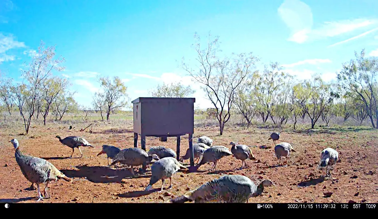 Unimproved Land For Sale in Jones County , TBD (East Tract) County Road 356, Anson, Texas 79501, 0, 0, Garage spaces, 0 Sqft, built in 0, Price $204,225, mls#21277686, Real Estate Agent in Anson, Homes For Sale in Jones county, Homes For Sale in Anson, Realtor in Anson Texas, Real Estate Brokerage Independent Realty Texas, Luminita Cordes Realtor