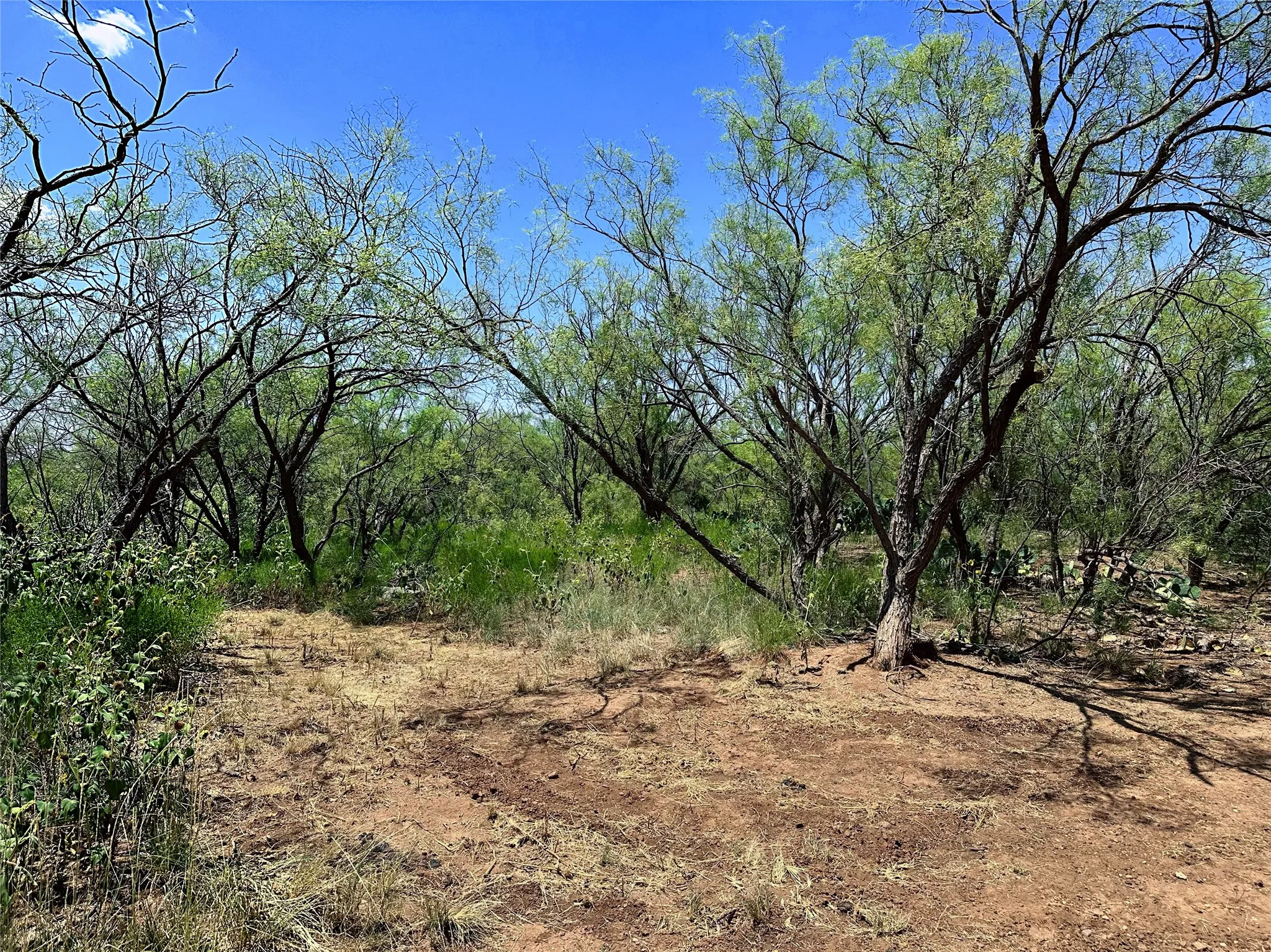 Unimproved Land For Sale in Jones County , TBD (East Tract) County Road 356, Anson, Texas 79501, 0, 0, Garage spaces, 0 Sqft, built in 0, Price $204,225, mls#21277686, Real Estate Agent in Anson, Homes For Sale in Jones county, Homes For Sale in Anson, Realtor in Anson Texas, Real Estate Brokerage Independent Realty Texas, Luminita Cordes Realtor