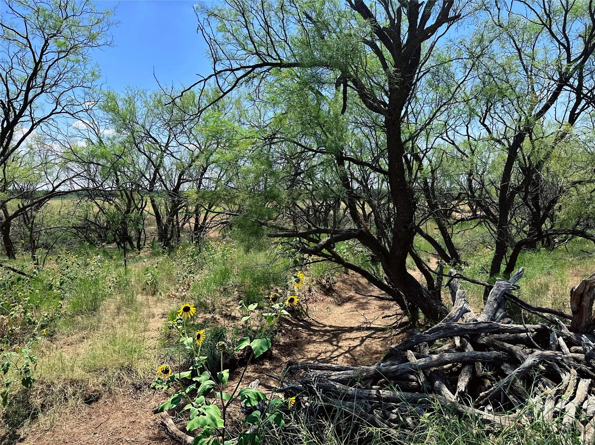 Unimproved Land For Sale in Jones County , TBD (East Tract) County Road 356, Anson, Texas 79501, 0, 0, Garage spaces, 0 Sqft, built in 0, Price $204,225, mls#21277686, Real Estate Agent in Anson, Homes For Sale in Jones county, Homes For Sale in Anson, Realtor in Anson Texas, Real Estate Brokerage Independent Realty Texas, Luminita Cordes Realtor