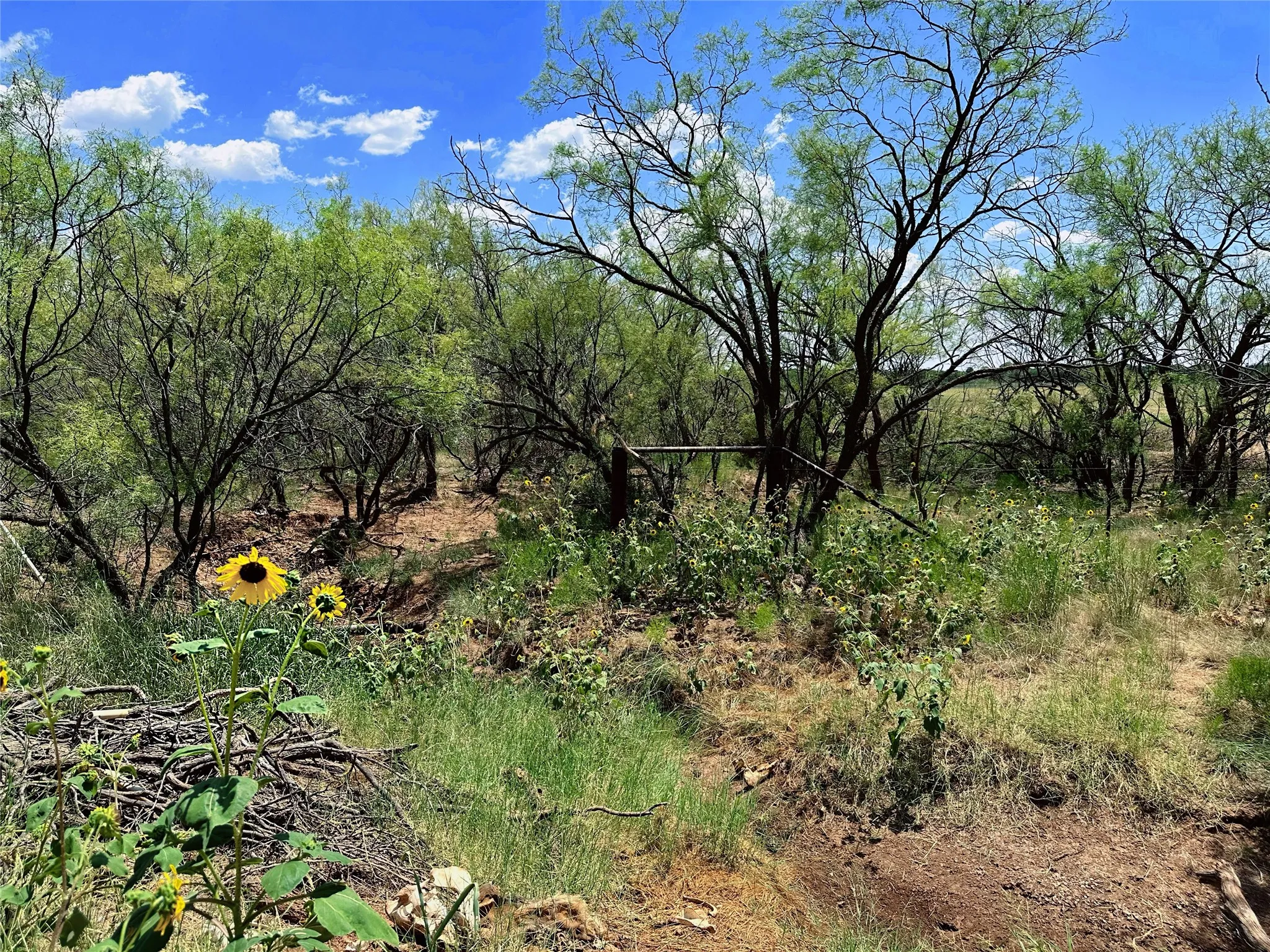Unimproved Land For Sale in Jones County , TBD (East Tract) County Road 356, Anson, Texas 79501, 0, 0, Garage spaces, 0 Sqft, built in 0, Price $204,225, mls#21277686, Real Estate Agent in Anson, Homes For Sale in Jones county, Homes For Sale in Anson, Realtor in Anson Texas, Real Estate Brokerage Independent Realty Texas, Luminita Cordes Realtor