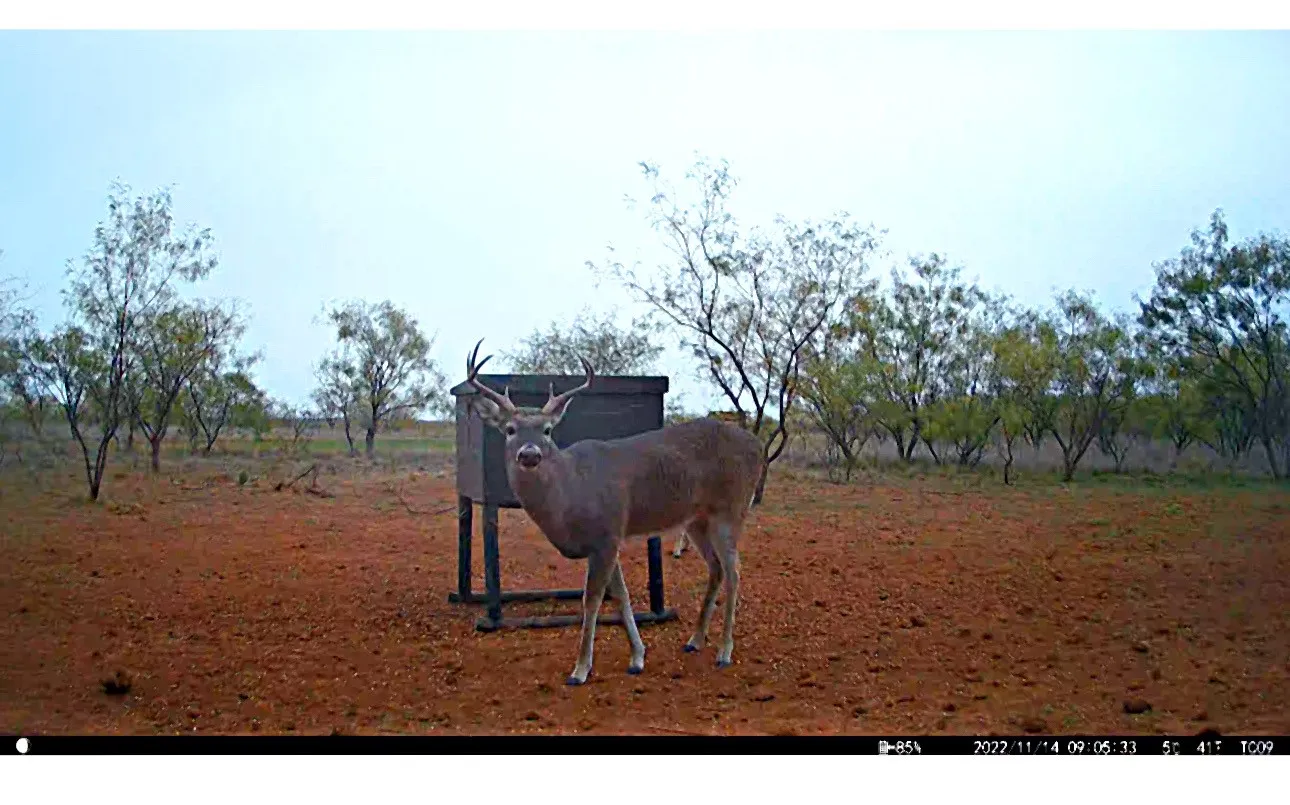 Unimproved Land For Sale in Jones County , TBD (East Tract) County Road 356, Anson, Texas 79501, 0, 0, Garage spaces, 0 Sqft, built in 0, Price $204,225, mls#21277686, Real Estate Agent in Anson, Homes For Sale in Jones county, Homes For Sale in Anson, Realtor in Anson Texas, Real Estate Brokerage Independent Realty Texas, Luminita Cordes Realtor