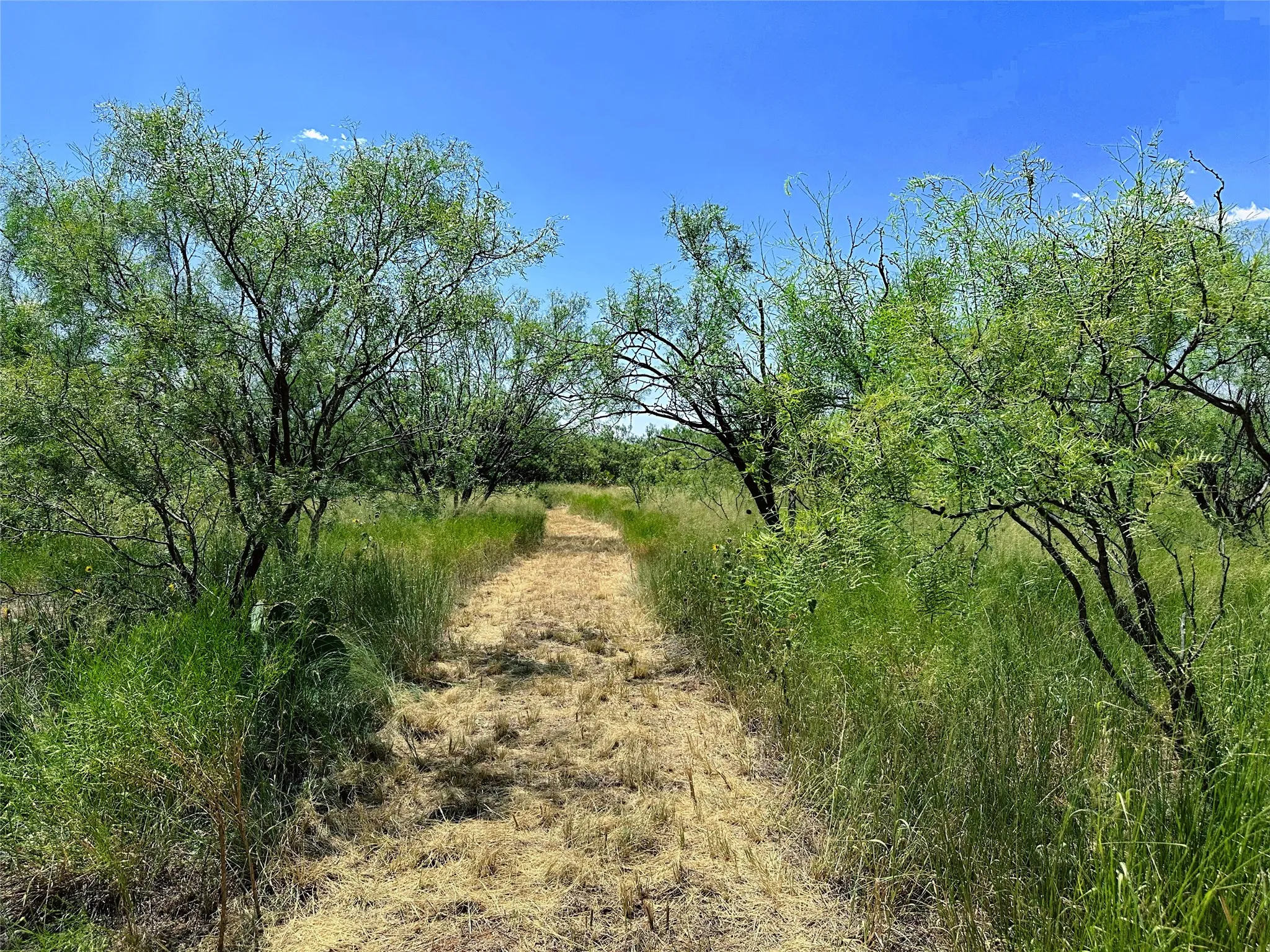 Unimproved Land For Sale in Jones County , TBD (East Tract) County Road 356, Anson, Texas 79501, 0, 0, Garage spaces, 0 Sqft, built in 0, Price $204,225, mls#21277686, Real Estate Agent in Anson, Homes For Sale in Jones county, Homes For Sale in Anson, Realtor in Anson Texas, Real Estate Brokerage Independent Realty Texas, Luminita Cordes Realtor